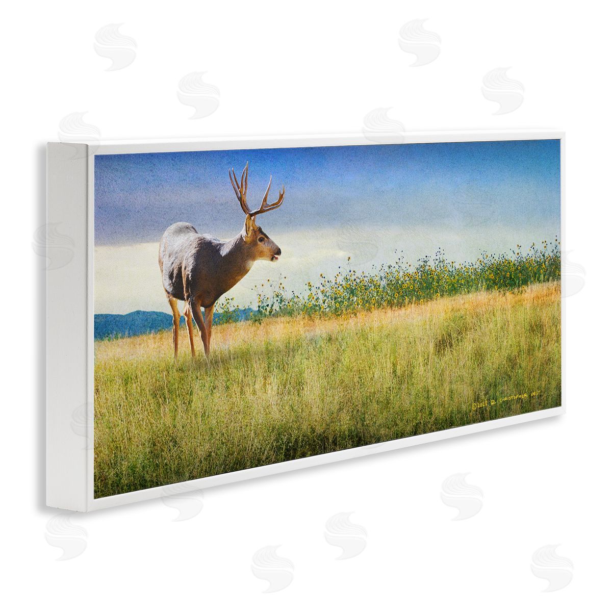 Chris Vest Buck Deer in Field