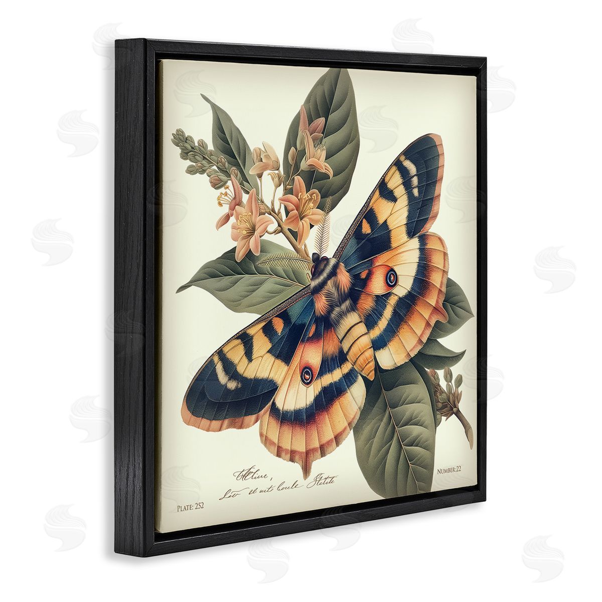 Steve Hunziker Detailed Moth & Lilies Black Floating Frame Canvas Wall Art Print