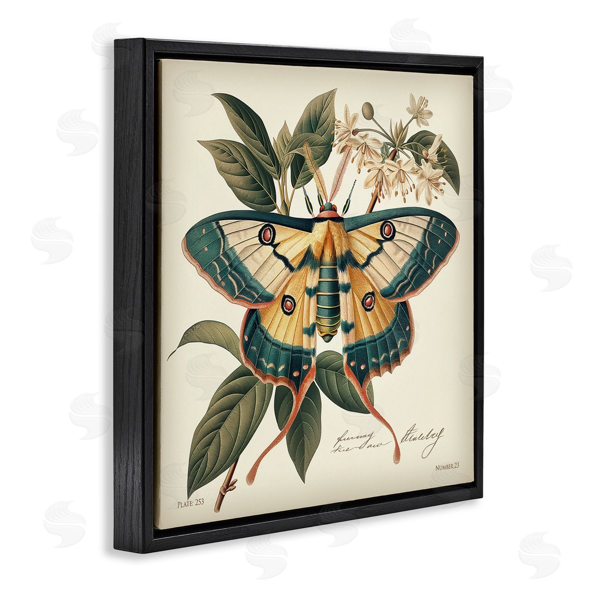 Steve Hunziker Vintage Moth & Plant Study Black Floating Frame Canvas Wall Art Print