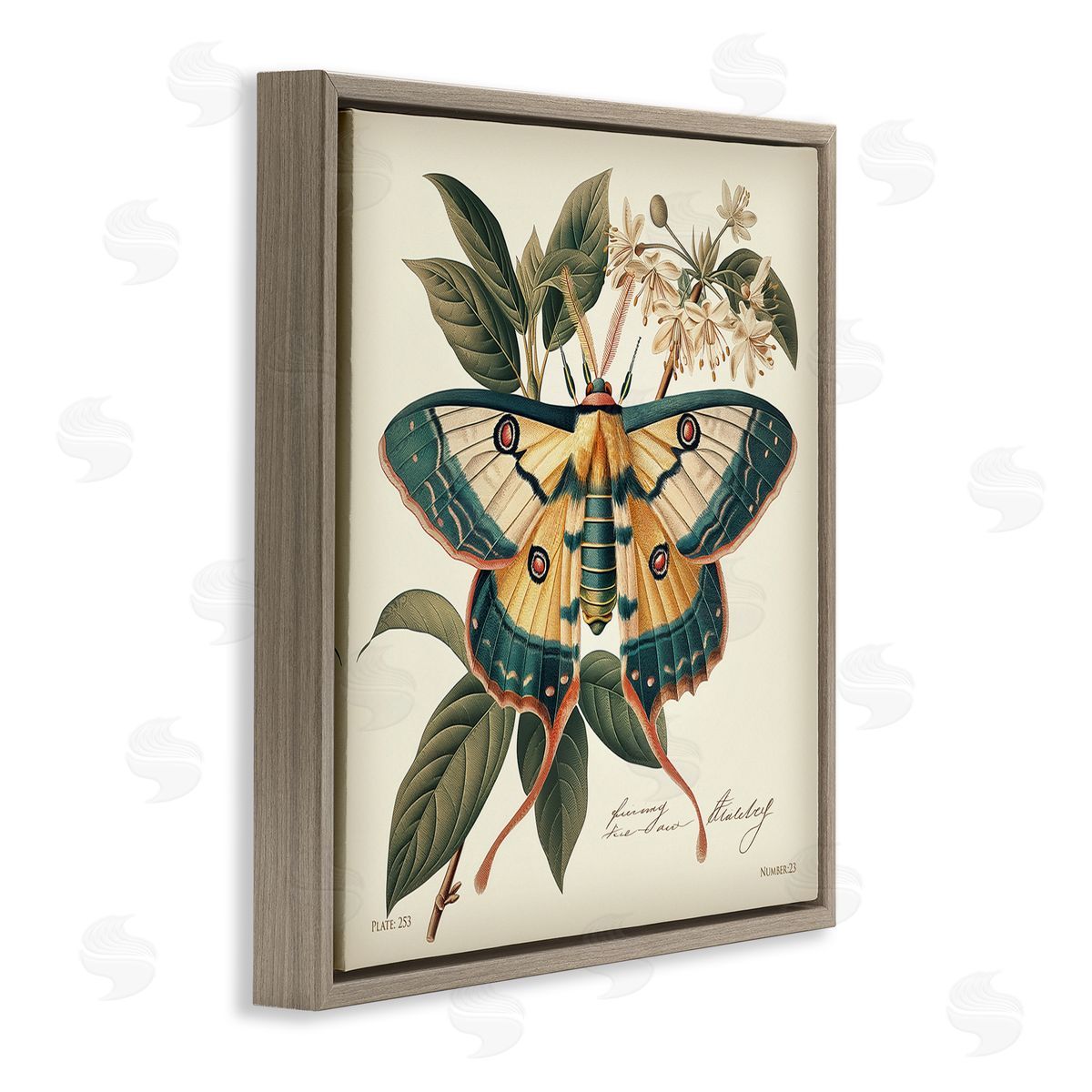 Steve Hunziker Vintage Moth & Plant Study Brown Floating Frame Canvas Wall Art Print