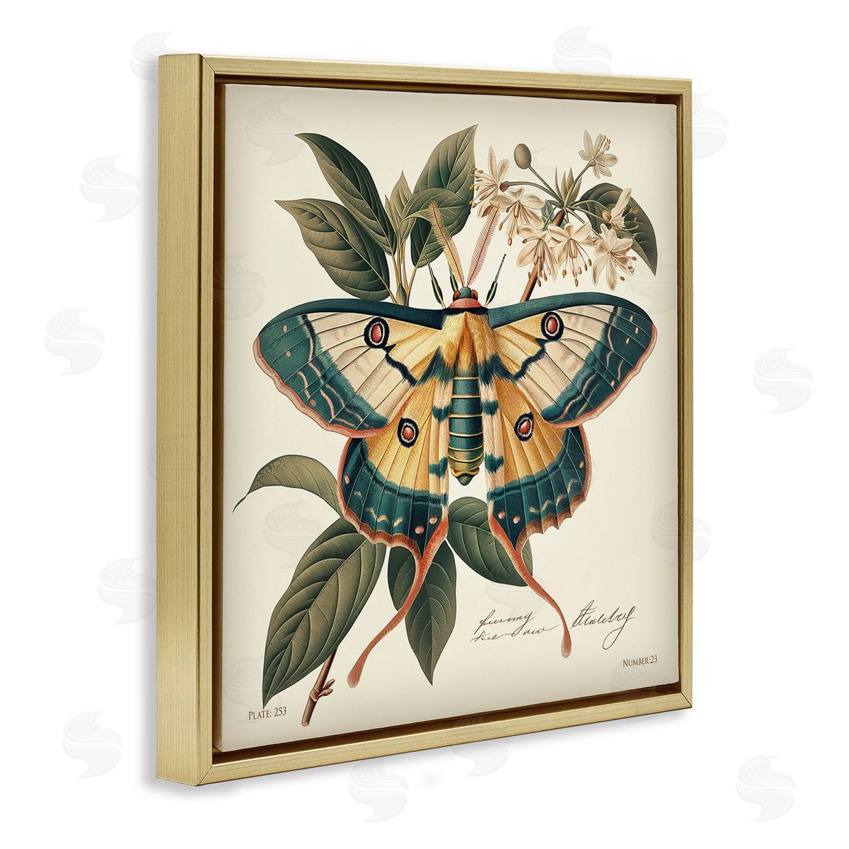 Steve Hunziker Vintage Moth & Plant Study Gold Floating Frame Canvas Wall Art Print