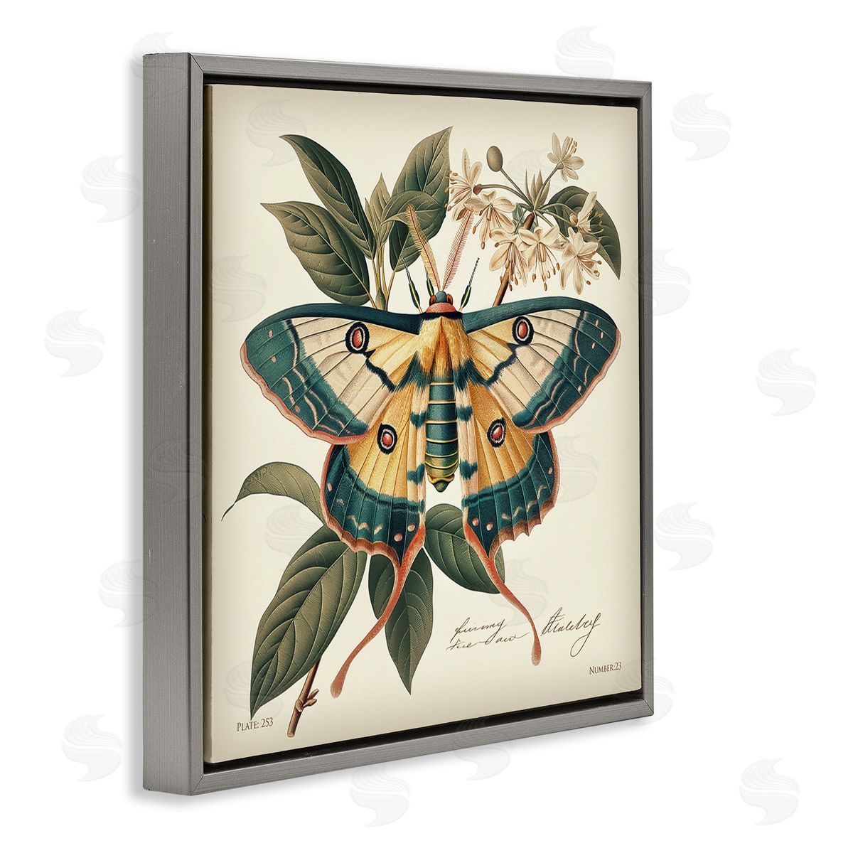 Steve Hunziker Vintage Moth & Plant Study Gray Floating Frame Canvas Wall Art Print