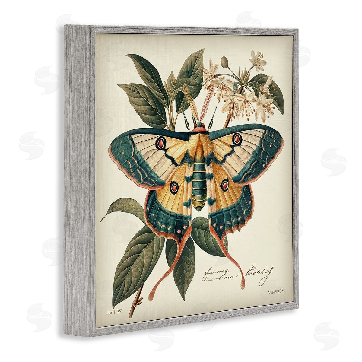 Steve Hunziker Vintage Moth & Plant Study Gray Framed Giclee Wall Art Print
