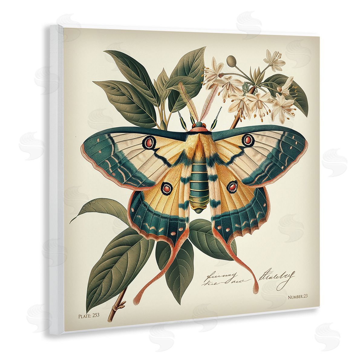 Steve Hunziker Vintage Moth & Plant Study Wooden Wall Plaque Art Print