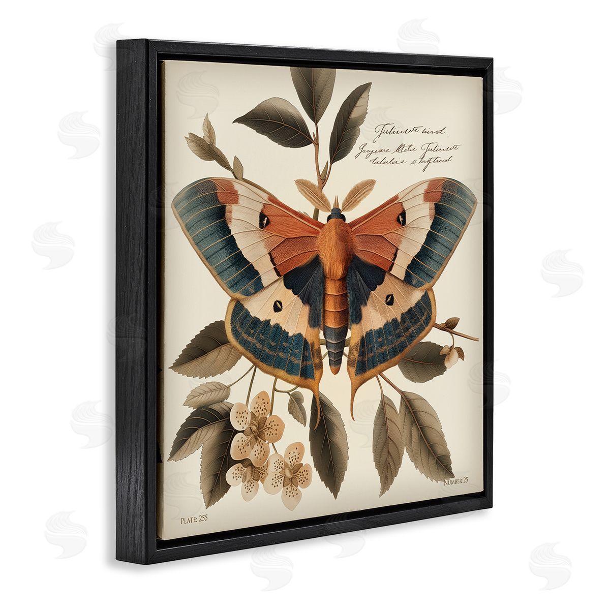 Steve Hunziker Enchanting Moth & Plant Black Floating Frame Canvas Wall Art Print