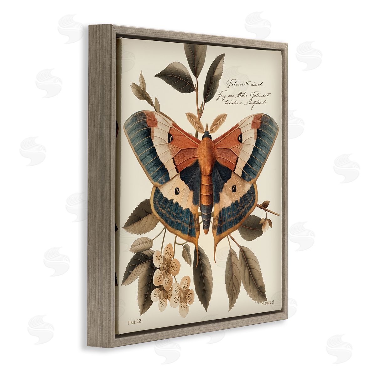 Steve Hunziker Enchanting Moth & Plant Brown Floating Frame Canvas Wall Art Print