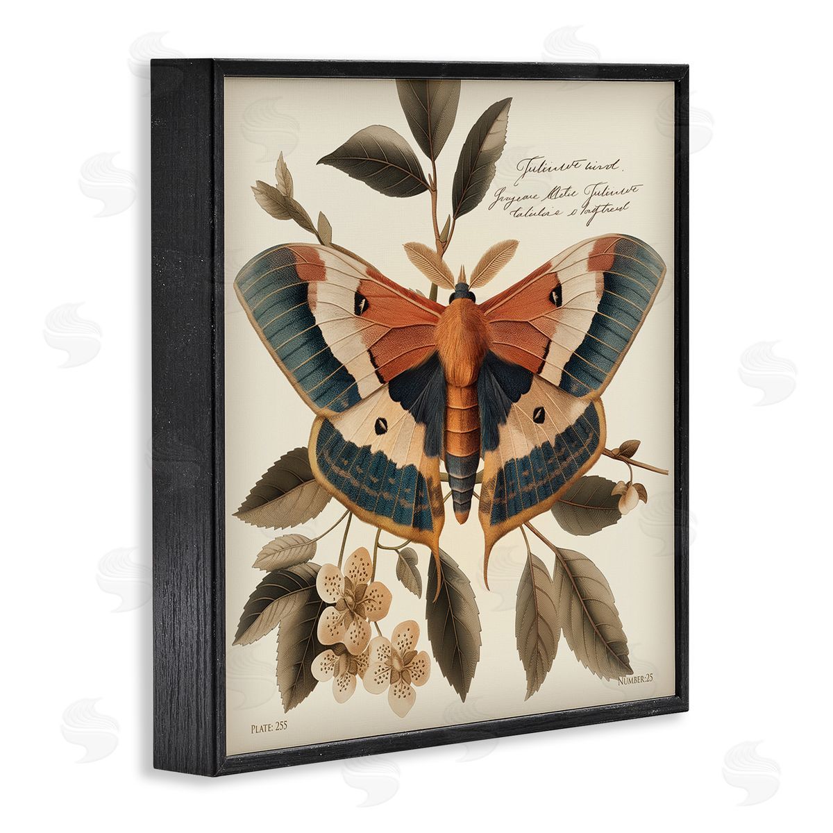 Steve Hunziker Enchanting Moth & Plant Black Framed Giclee Wall Art Print