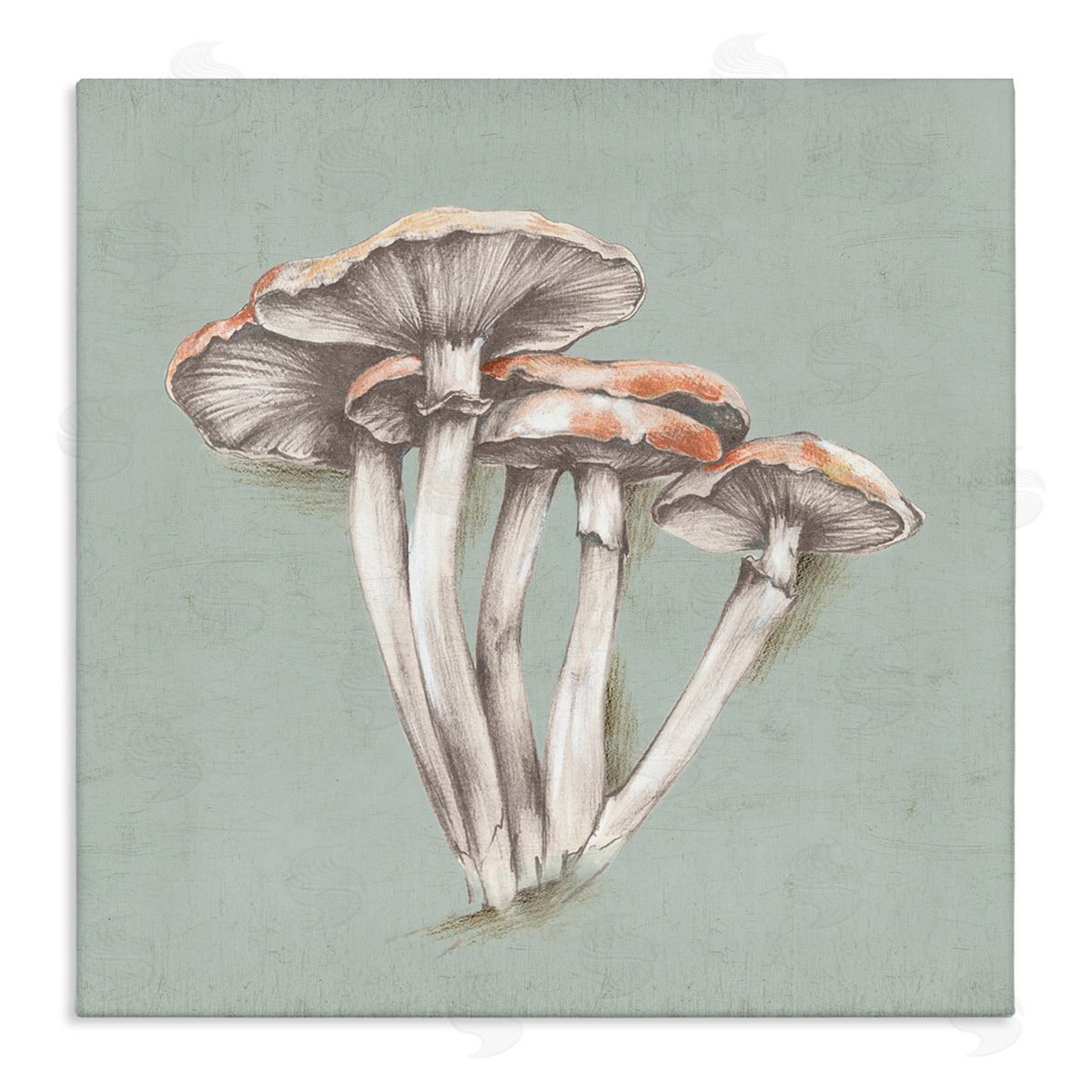 Eli Jones Mushroom Bundle Drawing Canvas Wall Art Print