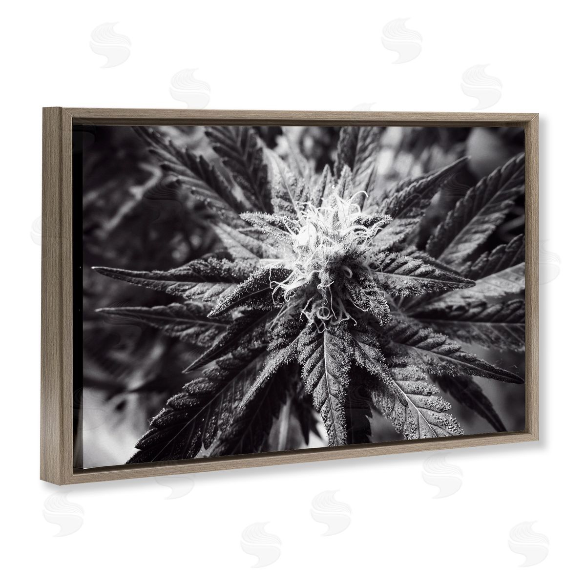 LIH Dark Cannabis Flower Brown Floating Frame Canvas Wall Art Print