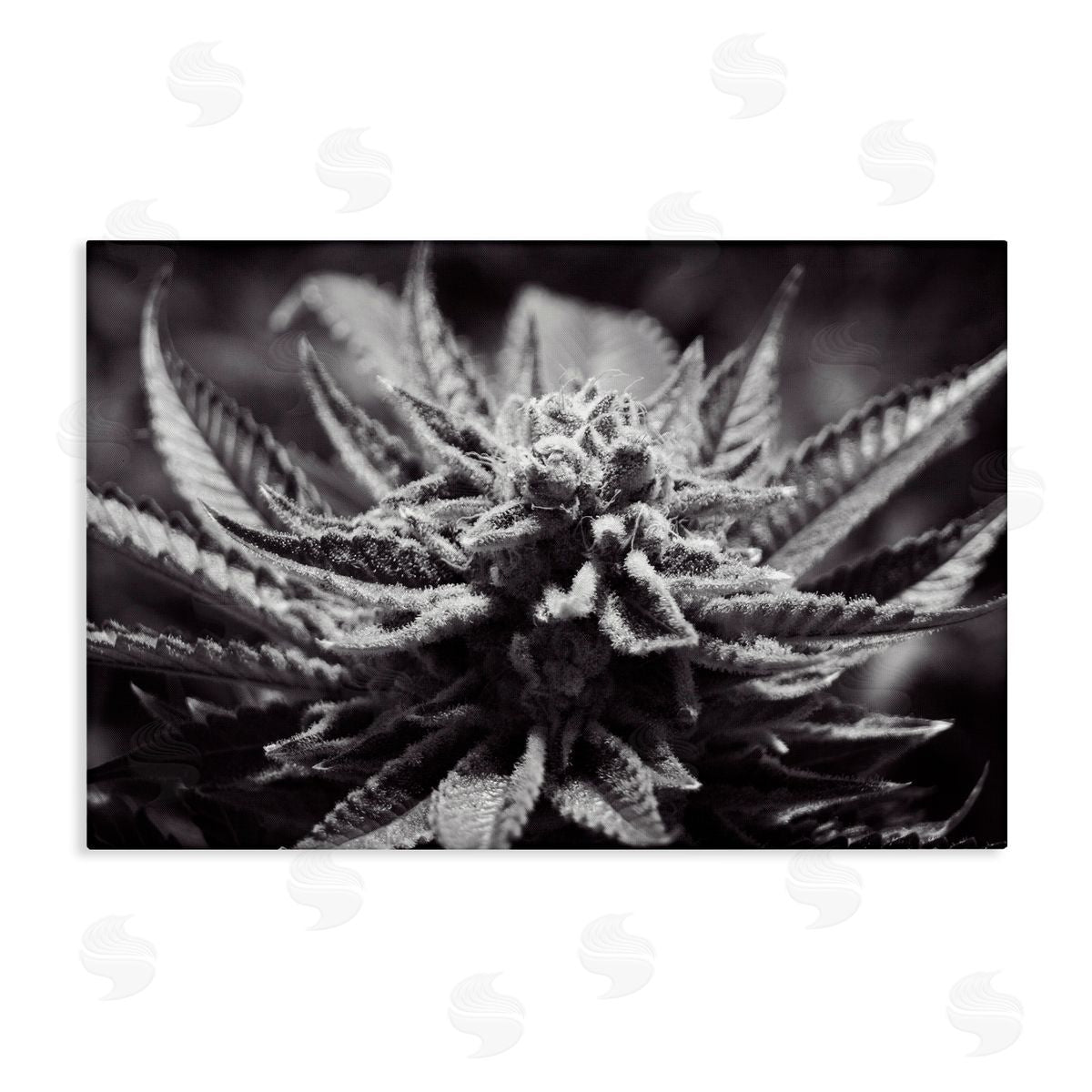 LIH Monochrome Cannabis Flower Canvas Wall Art Print