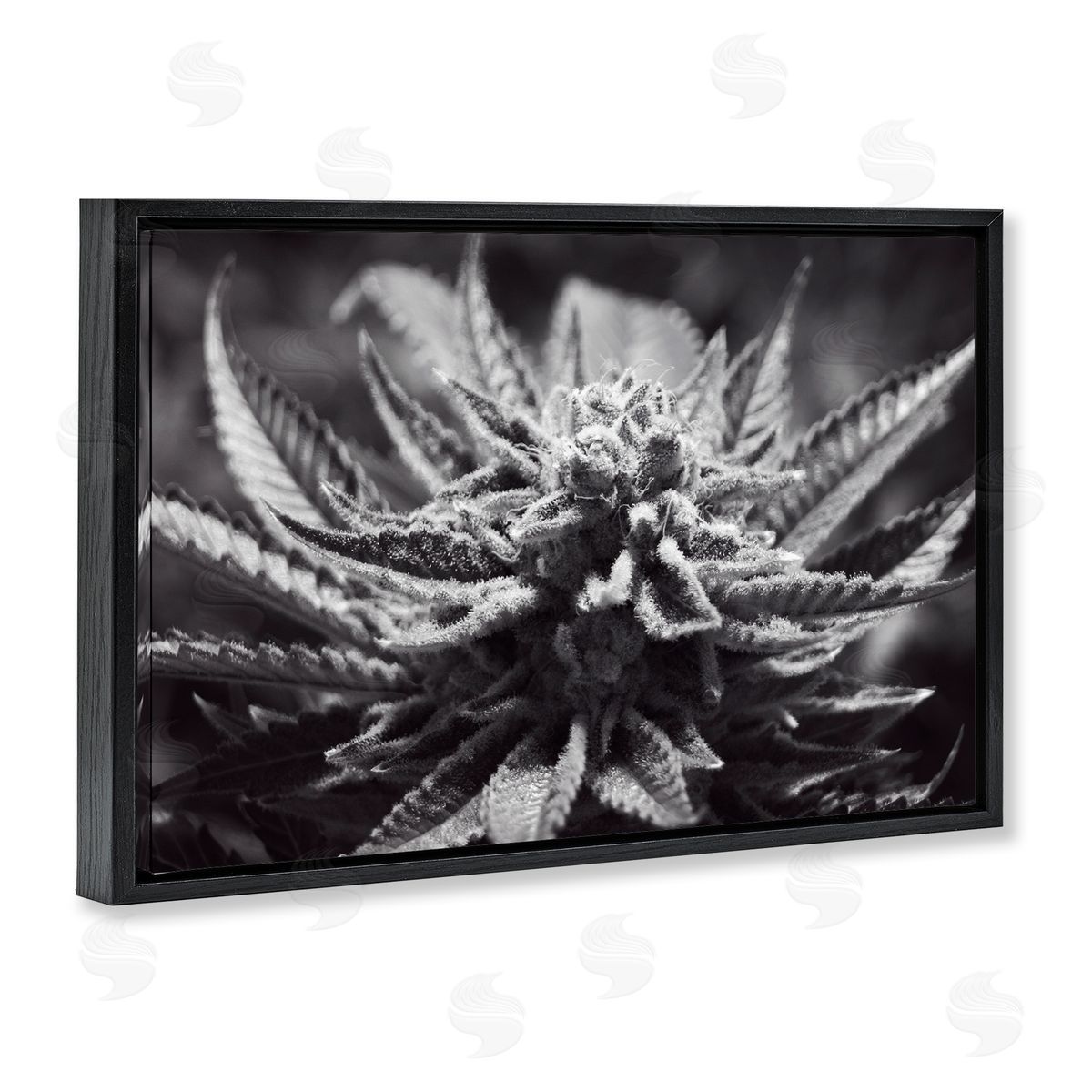LIH Monochrome Cannabis Flower Black Floating Frame Canvas Wall Art Print