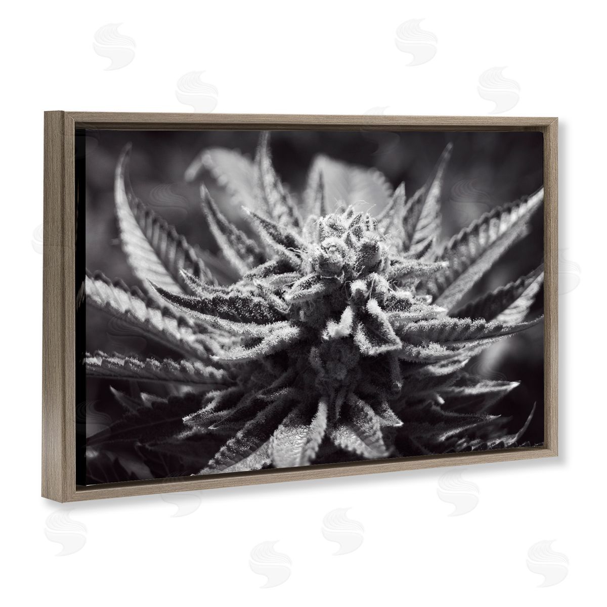 LIH Monochrome Cannabis Flower Brown Floating Frame Canvas Wall Art Print