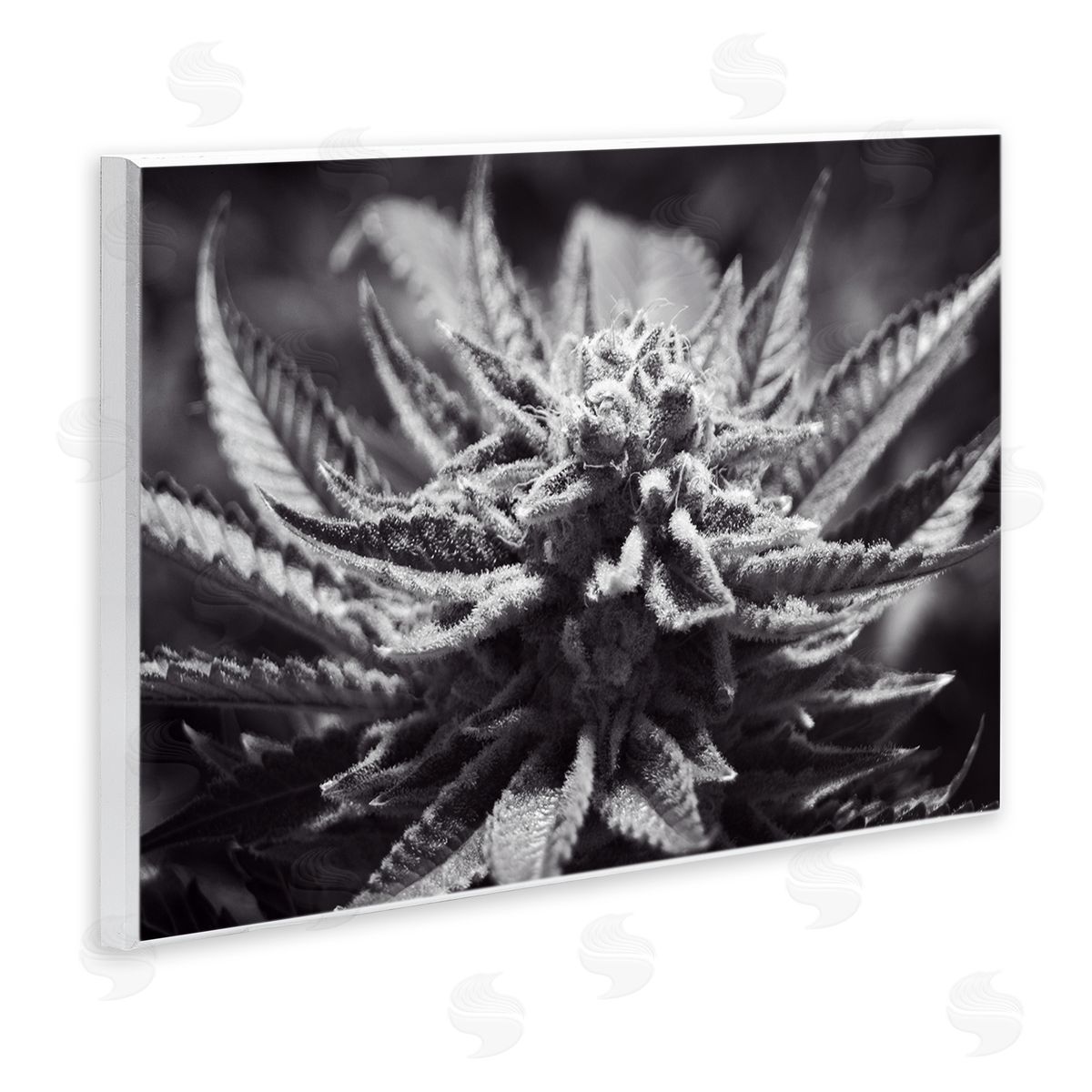 LIH Monochrome Cannabis Flower Wooden Wall Plaque Art Print