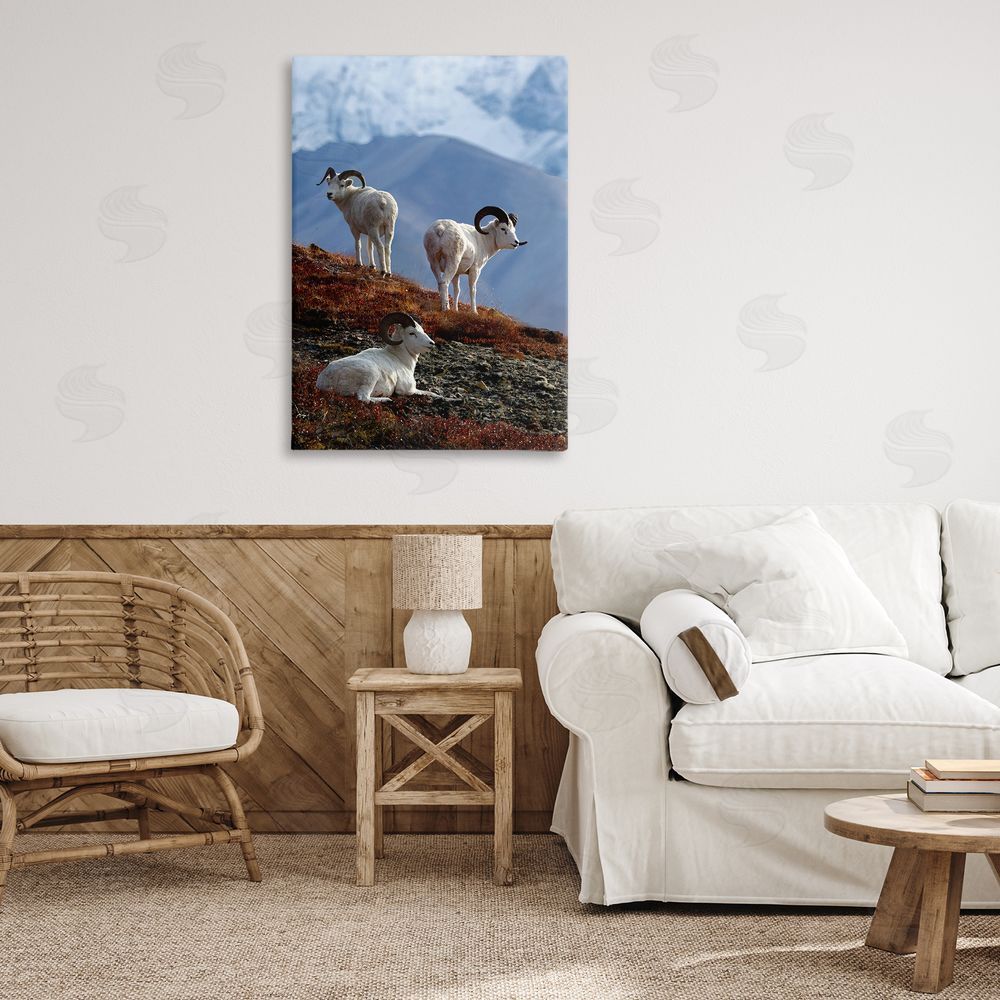 Shane Lamb Dall Sheep on Cliff Canvas Wall Art Print in Room