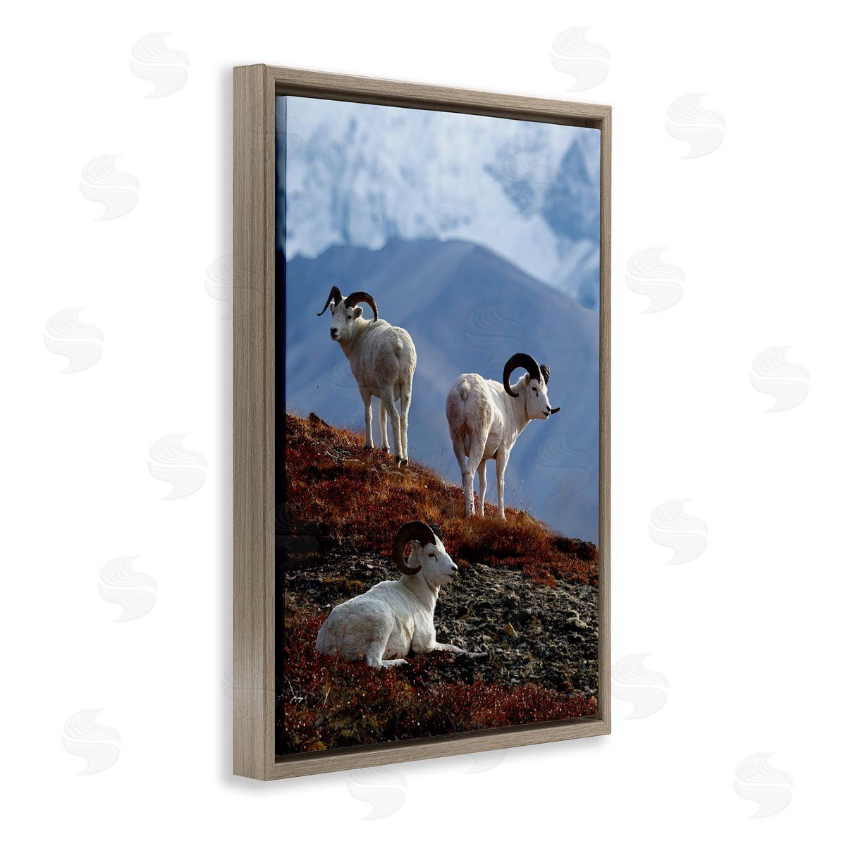 Shane Lamb Dall Sheep on Cliff Brown Floating Frame Canvas Wall Art Print