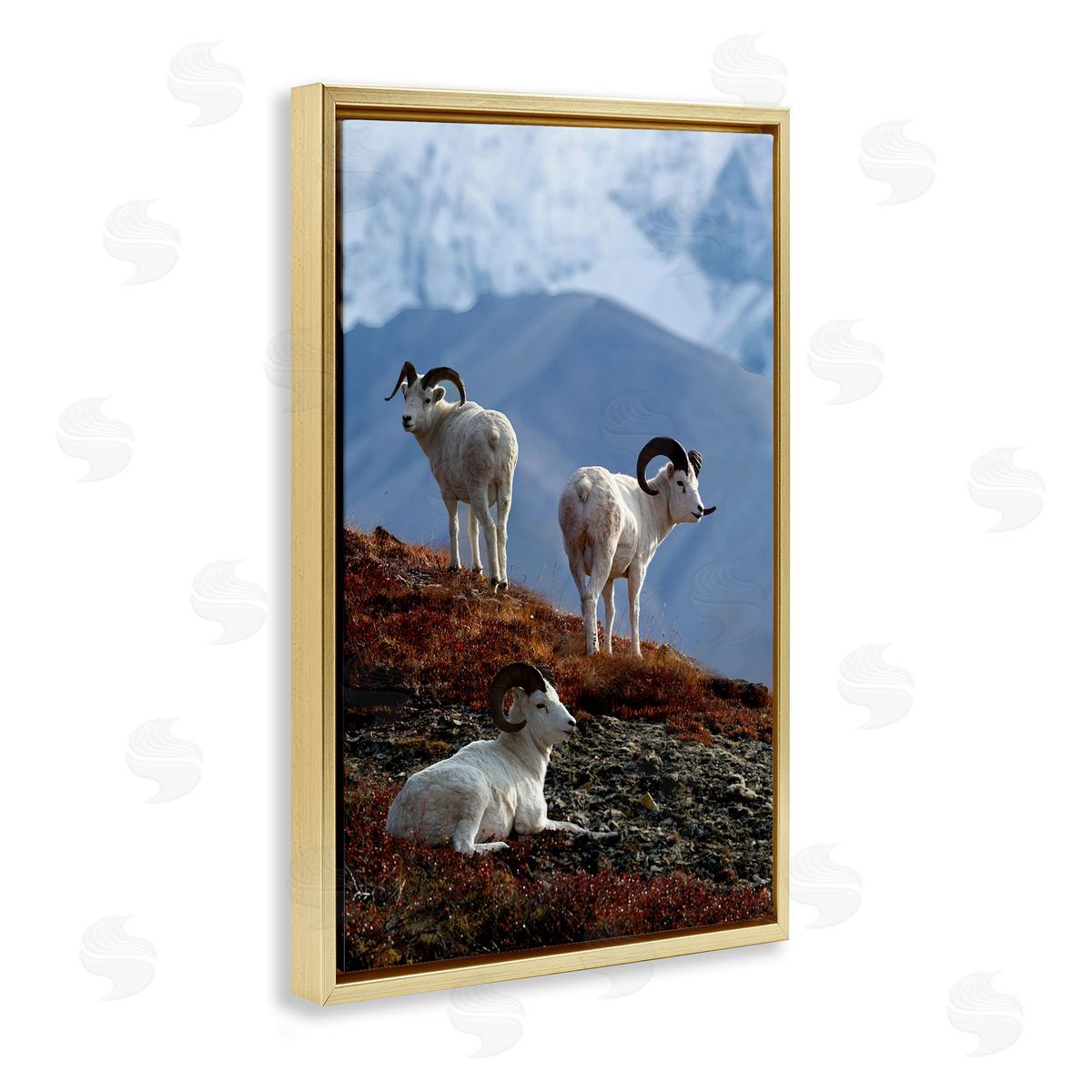Shane Lamb Dall Sheep on Cliff Gold Floating Frame Canvas Wall Art Print