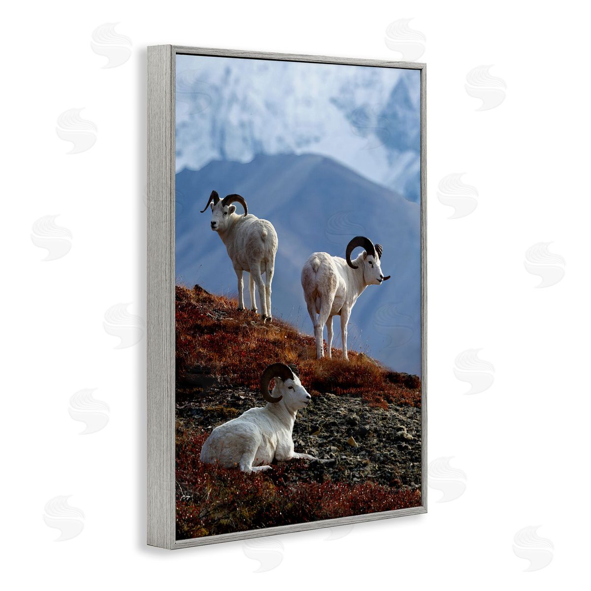 Shane Lamb Dall Sheep on Cliff Gray Framed Giclee Wall Art Print