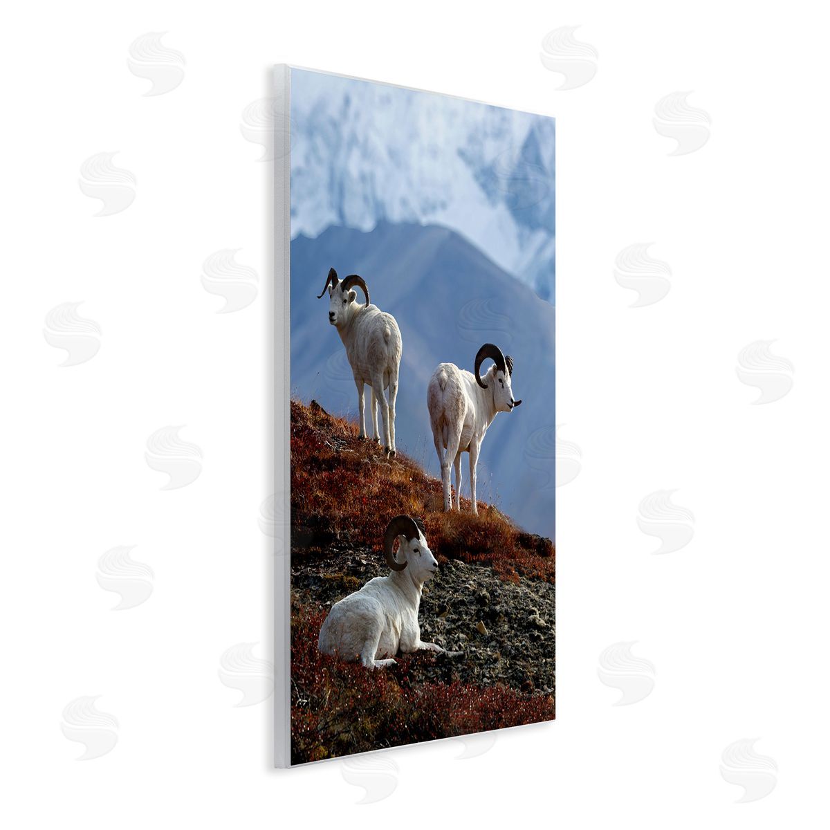 Shane Lamb Dall Sheep on Cliff Wooden Wall Plaque Art Print