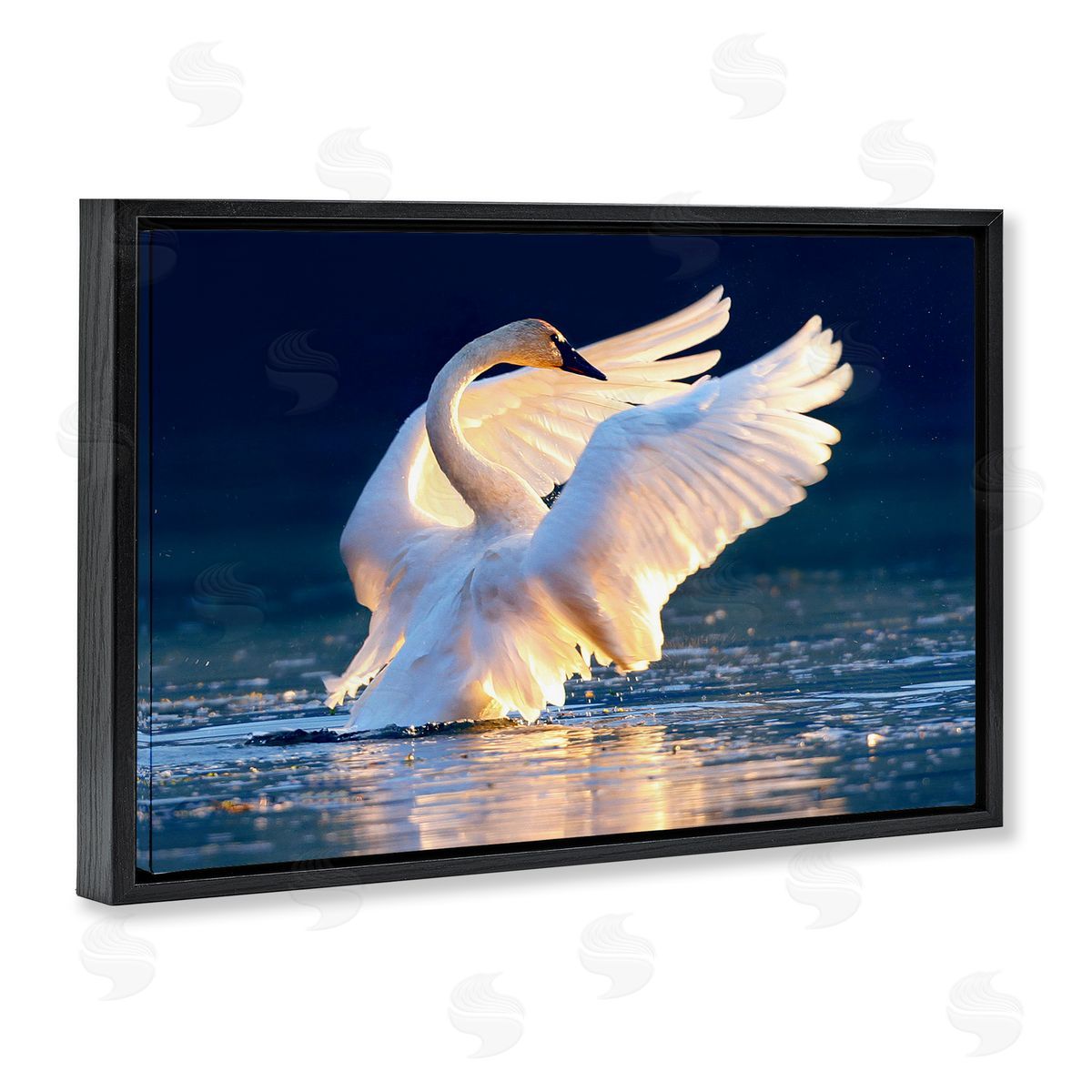 Shane Lamb Sunset Symphony Swan Black Floating Frame Canvas Wall Art Print