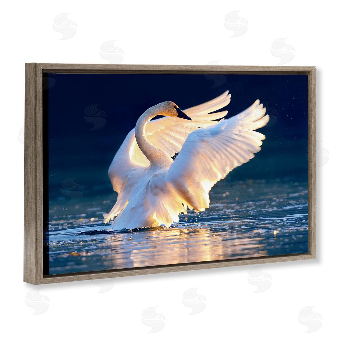 Shane Lamb Sunset Symphony Swan Brown Floating Frame Canvas Wall Art Print