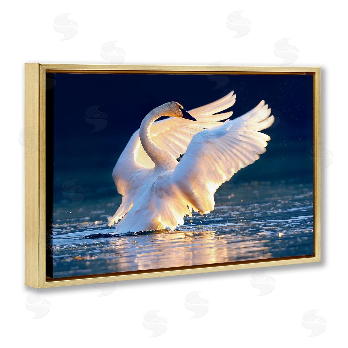 Shane Lamb Sunset Symphony Swan Gold Floating Frame Canvas Wall Art Print