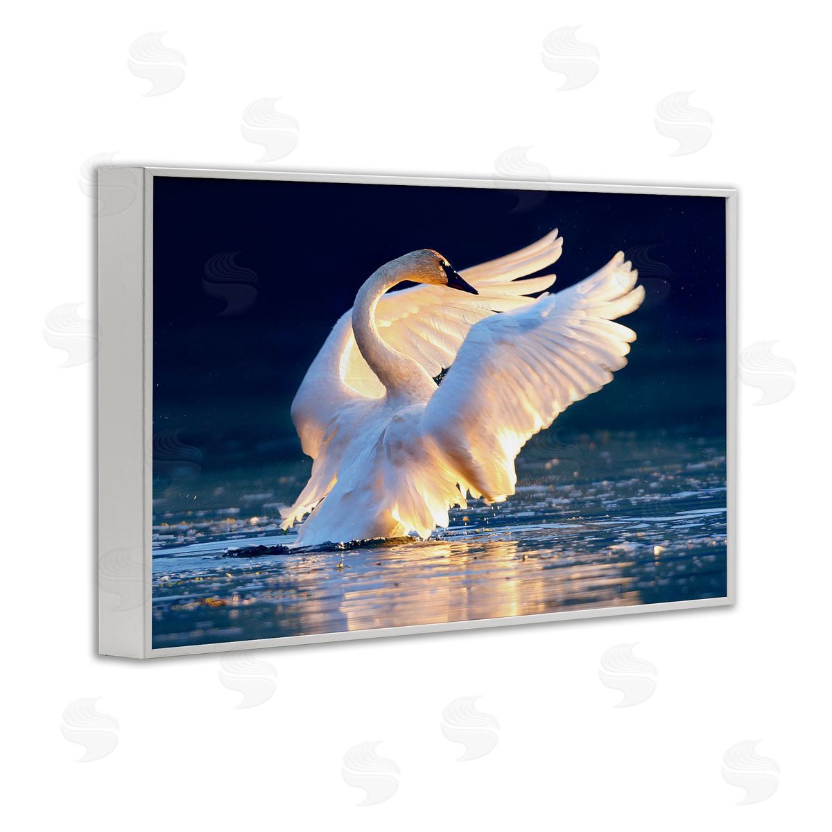 Shane Lamb Sunset Symphony Swan White Framed Giclee Wall Art Print