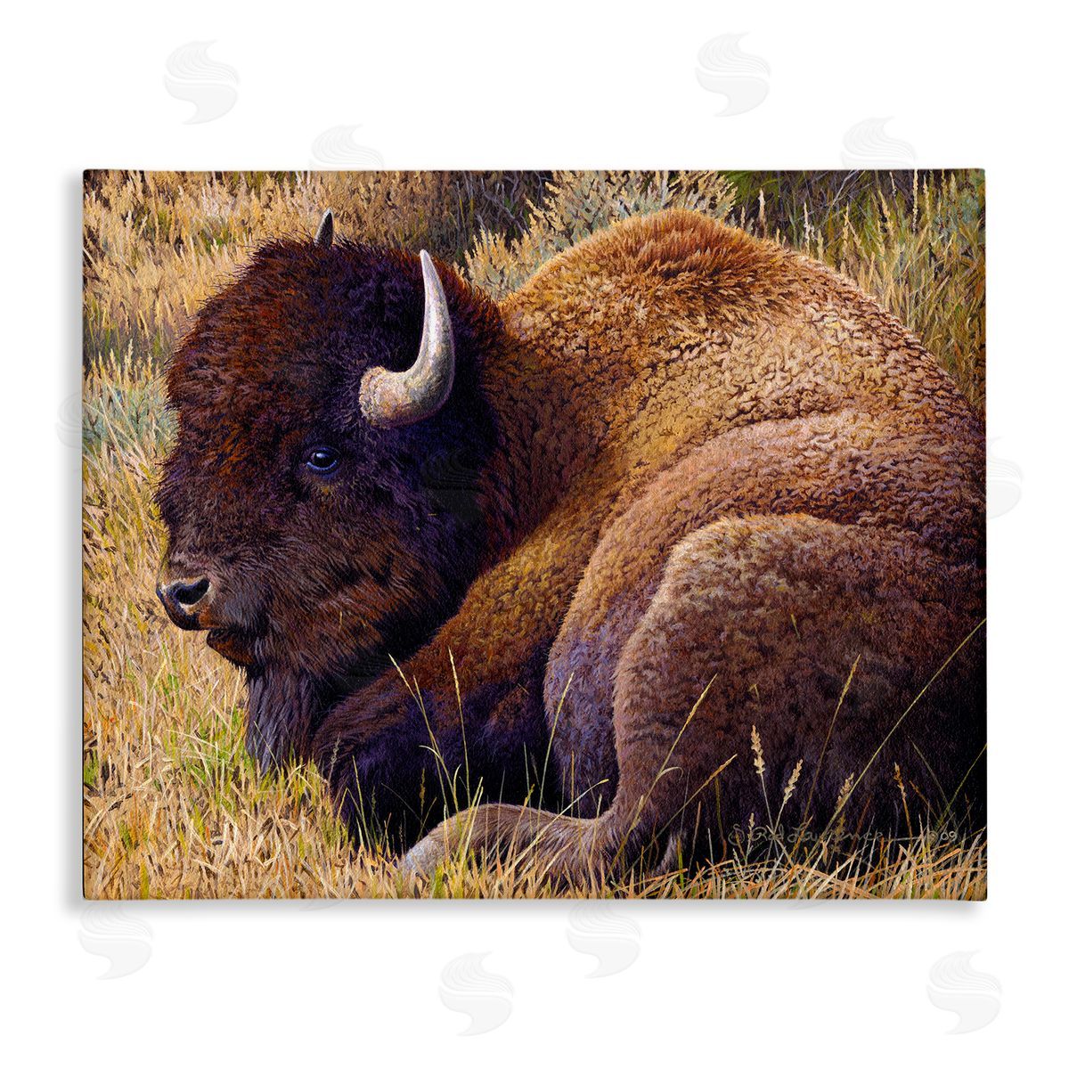 Rod Lawrence Relaxing Young Bison Canvas Wall Art Print