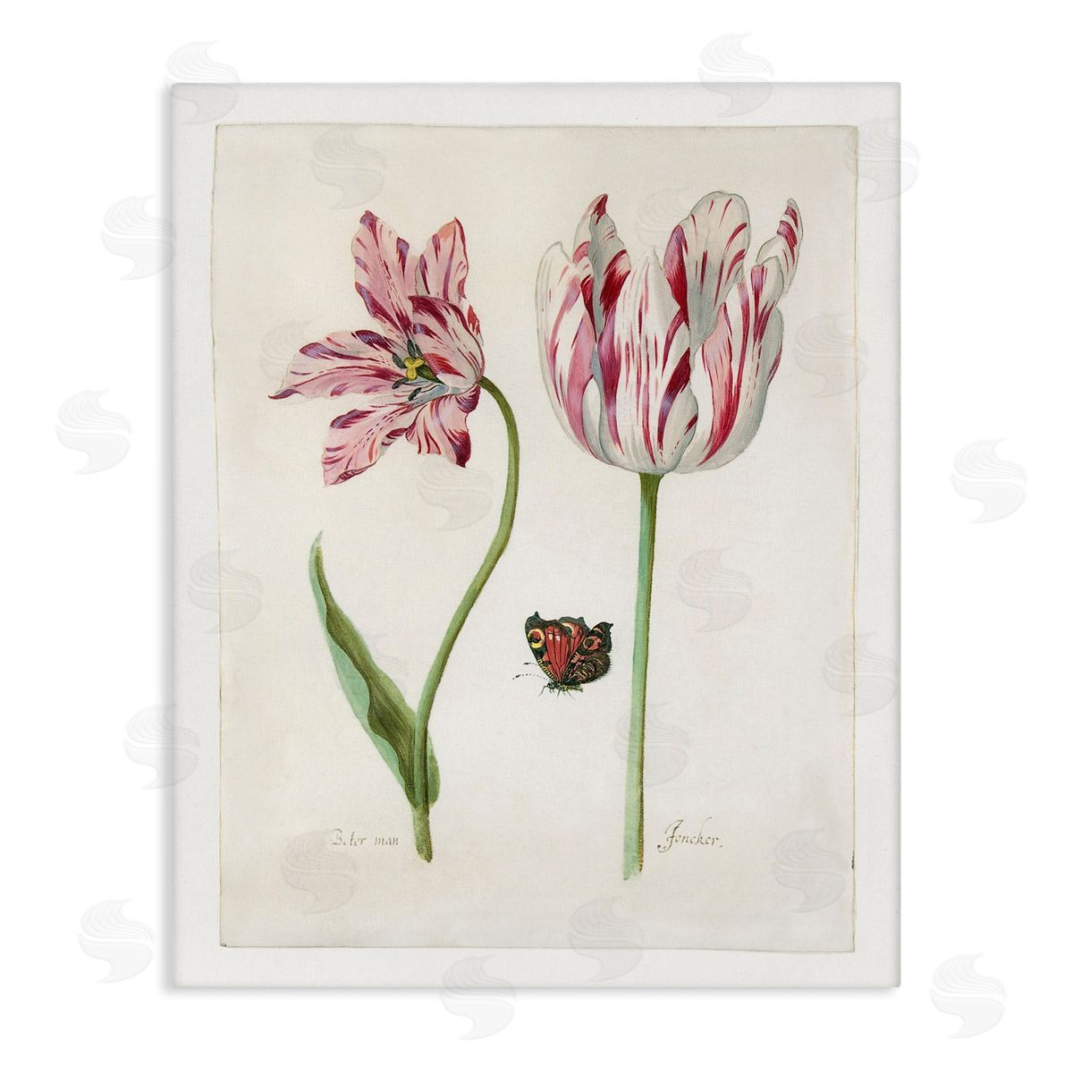 Jacob Marrel Classic Tulip & Butterfly Canvas Wall Art Print
