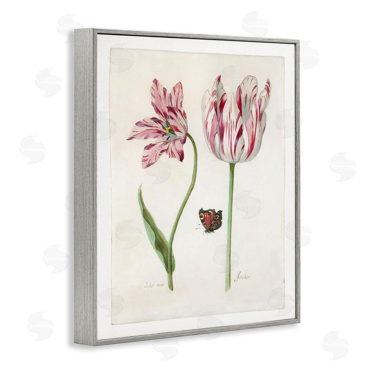 Jacob Marrel Classic Tulip & Butterfly Gray Framed Giclee Wall Art Print