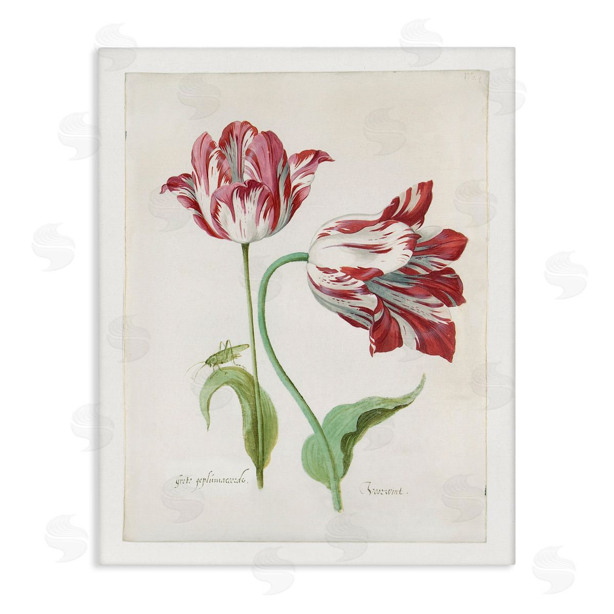 Jacob Marrel Classic Tulip Study Canvas Wall Art Print