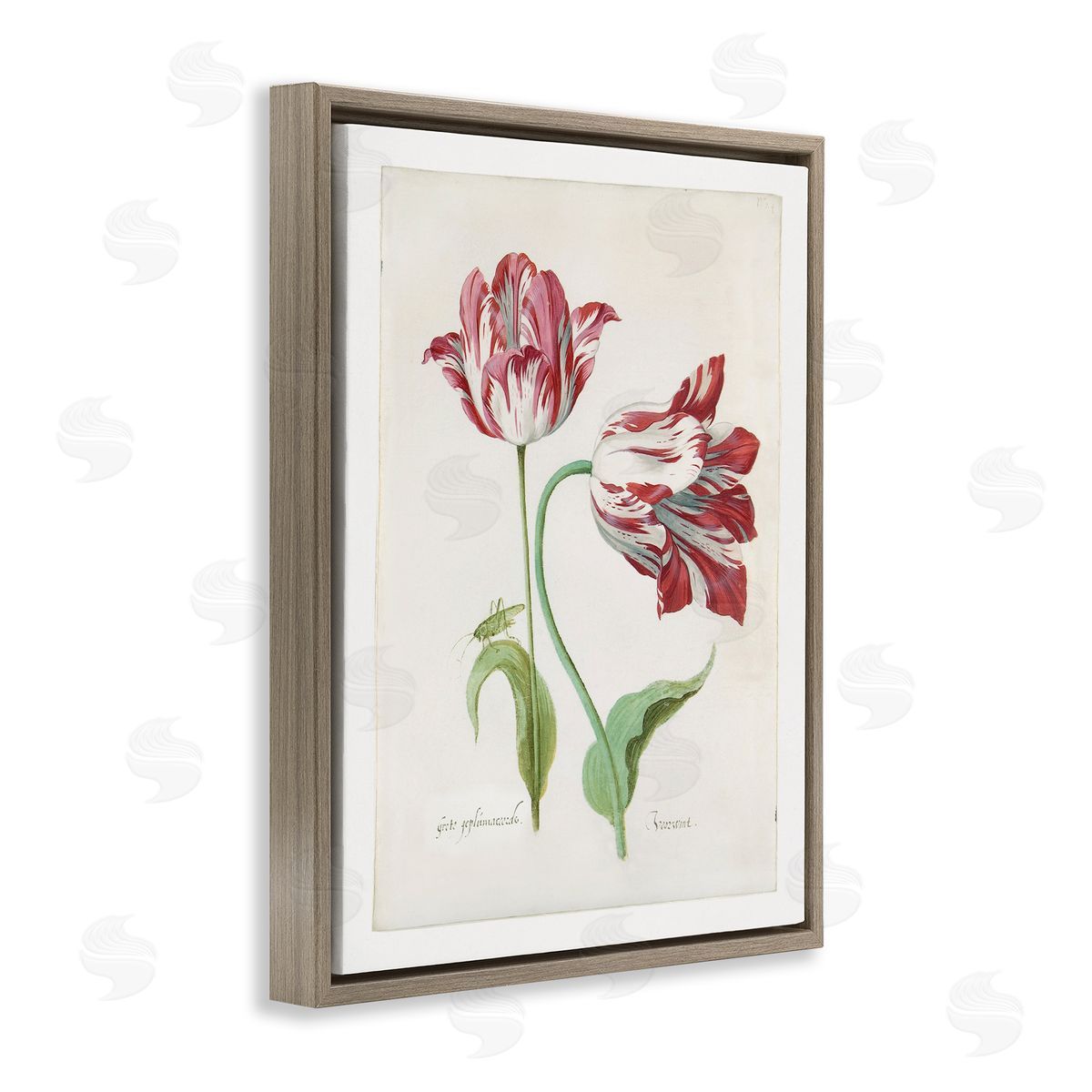 Jacob Marrel Classic Tulip Study Brown Floating Frame Canvas Wall Art Print