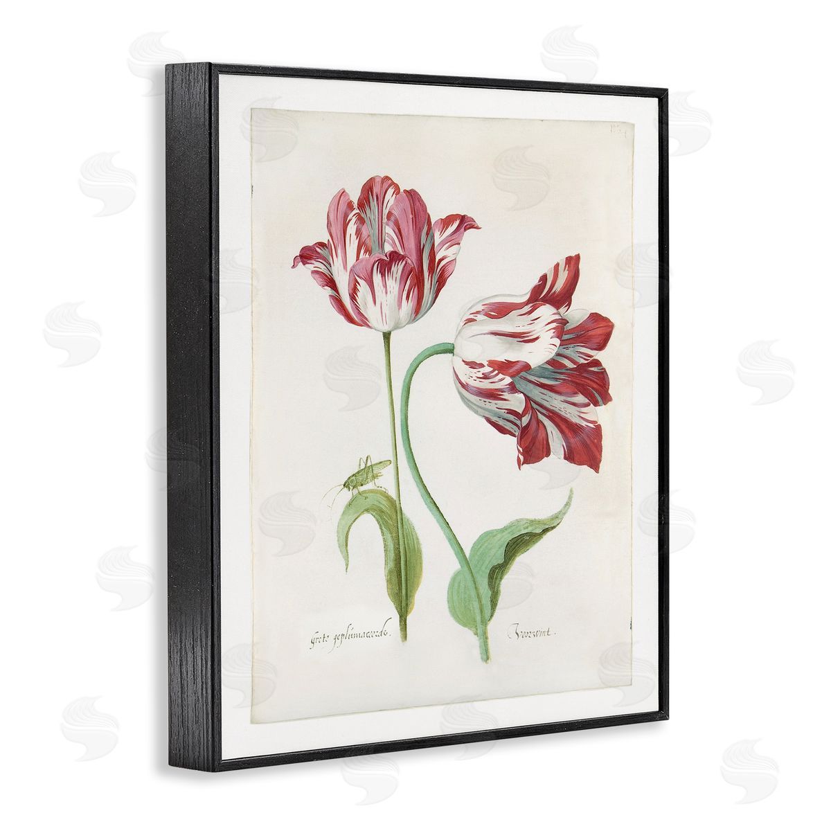 Jacob Marrel Classic Tulip Study Black Framed Giclee Wall Art Print