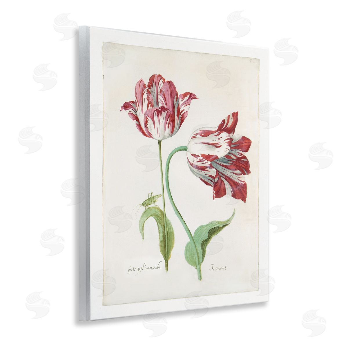 Jacob Marrel Classic Tulip Study Wooden Wall Plaque Art Print