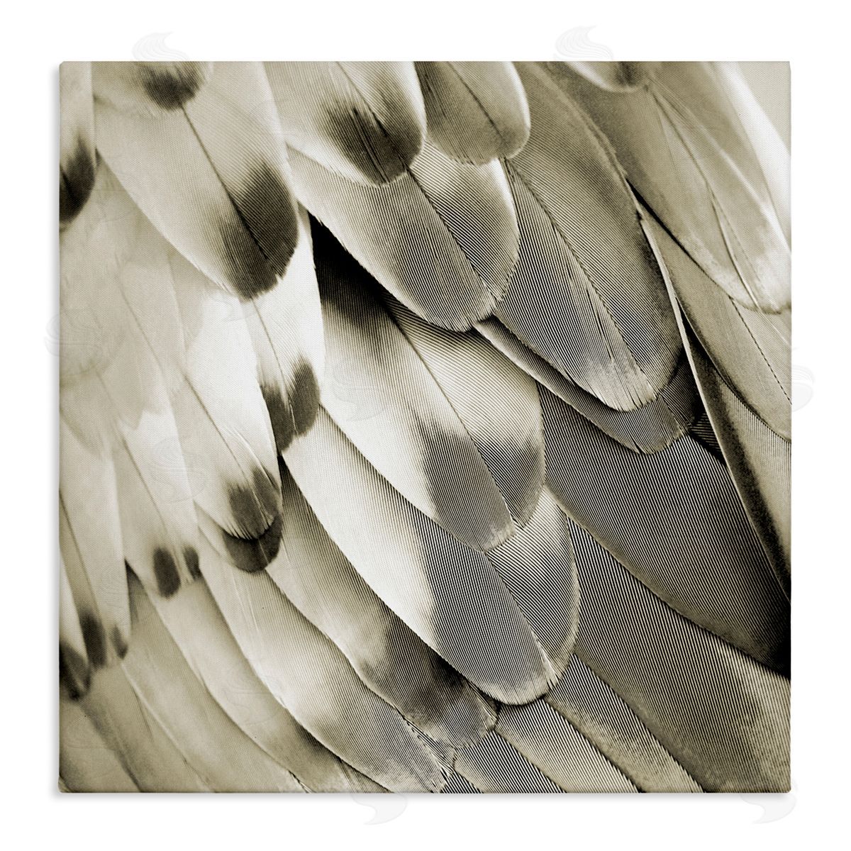 Julia Bosco Sleek Wing Feathers Canvas Wall Art Print