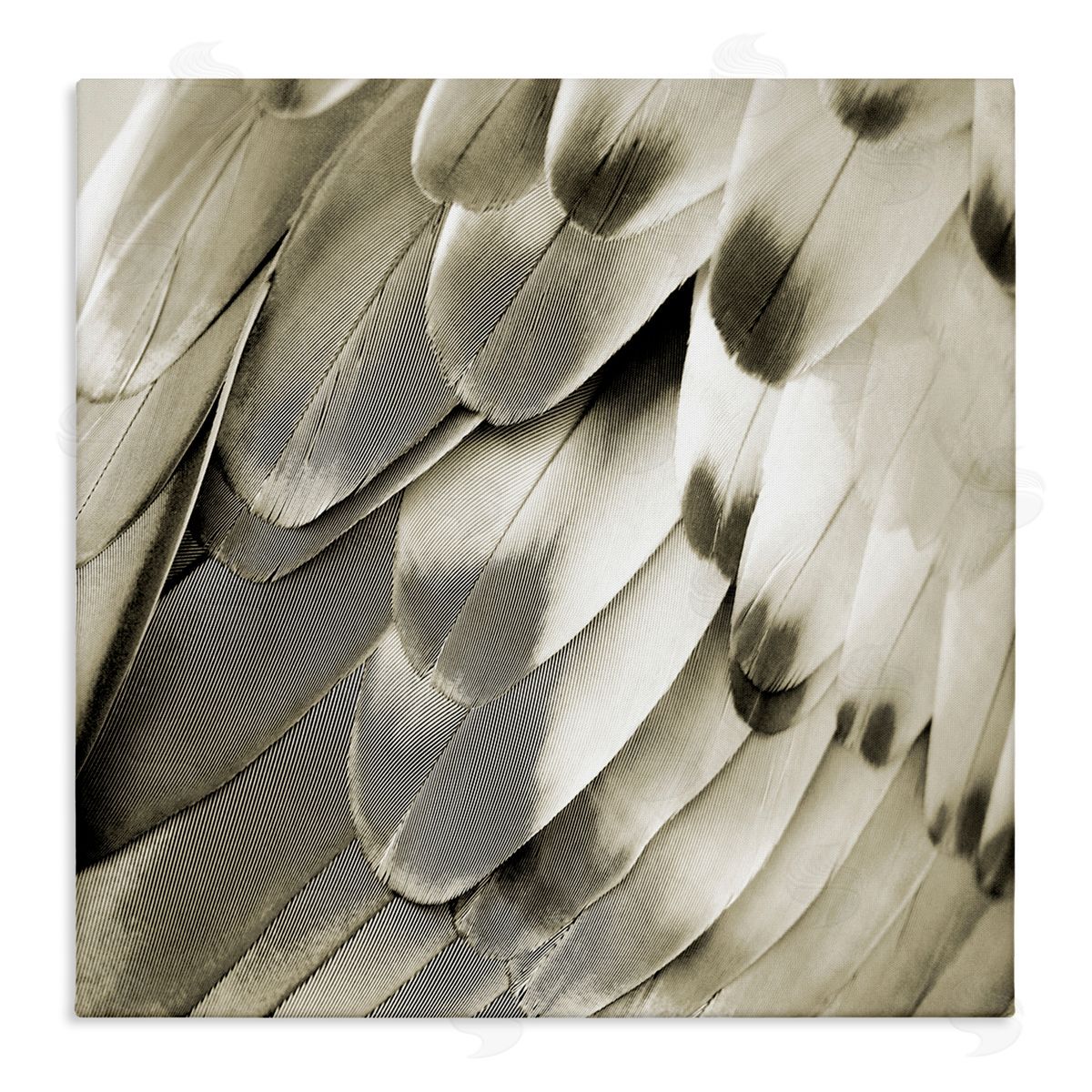 Julia Bosco Sleek Feathers Close Up Canvas Wall Art Print