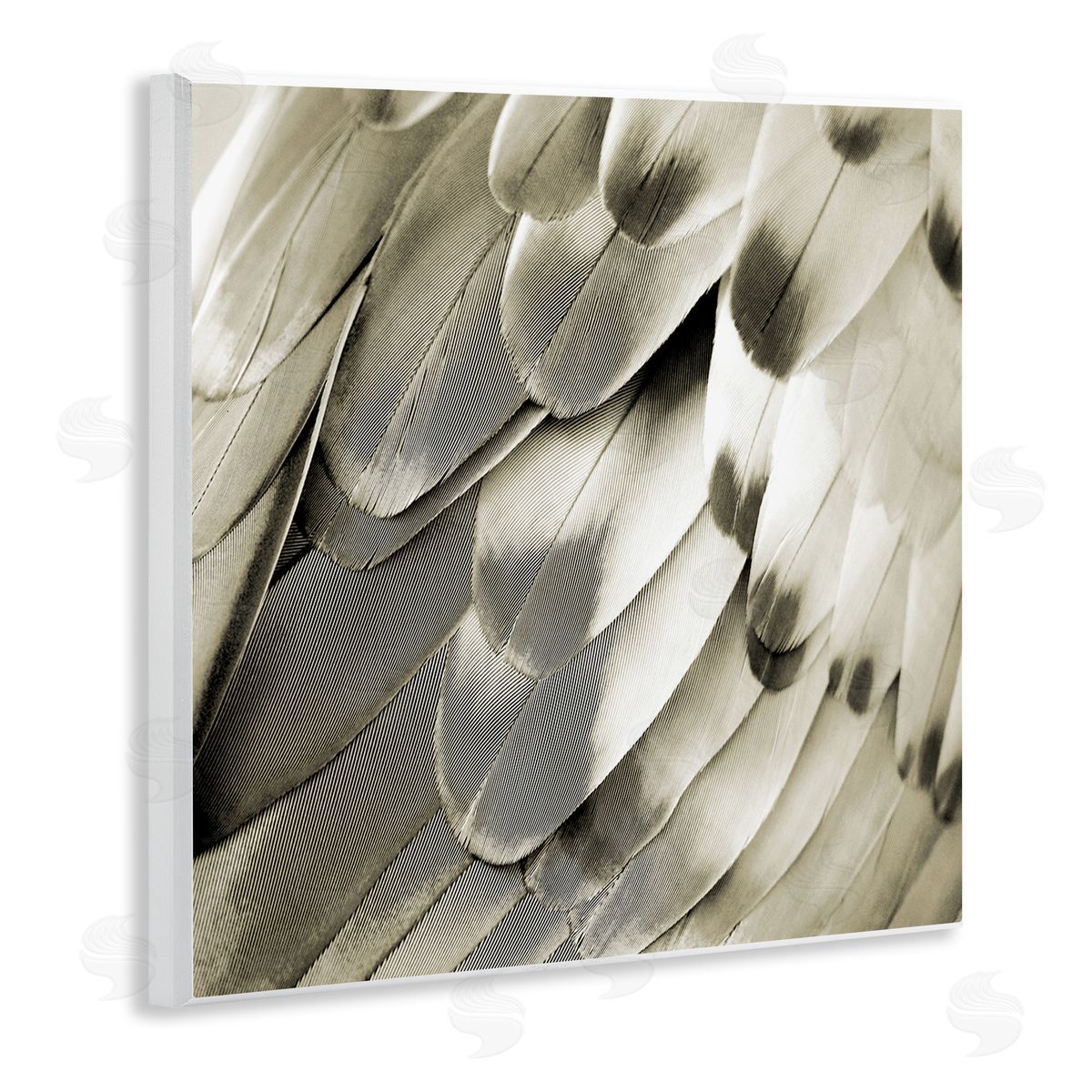 Julia Bosco Sleek Feathers Close Up Wooden Wall Plaque Art Print