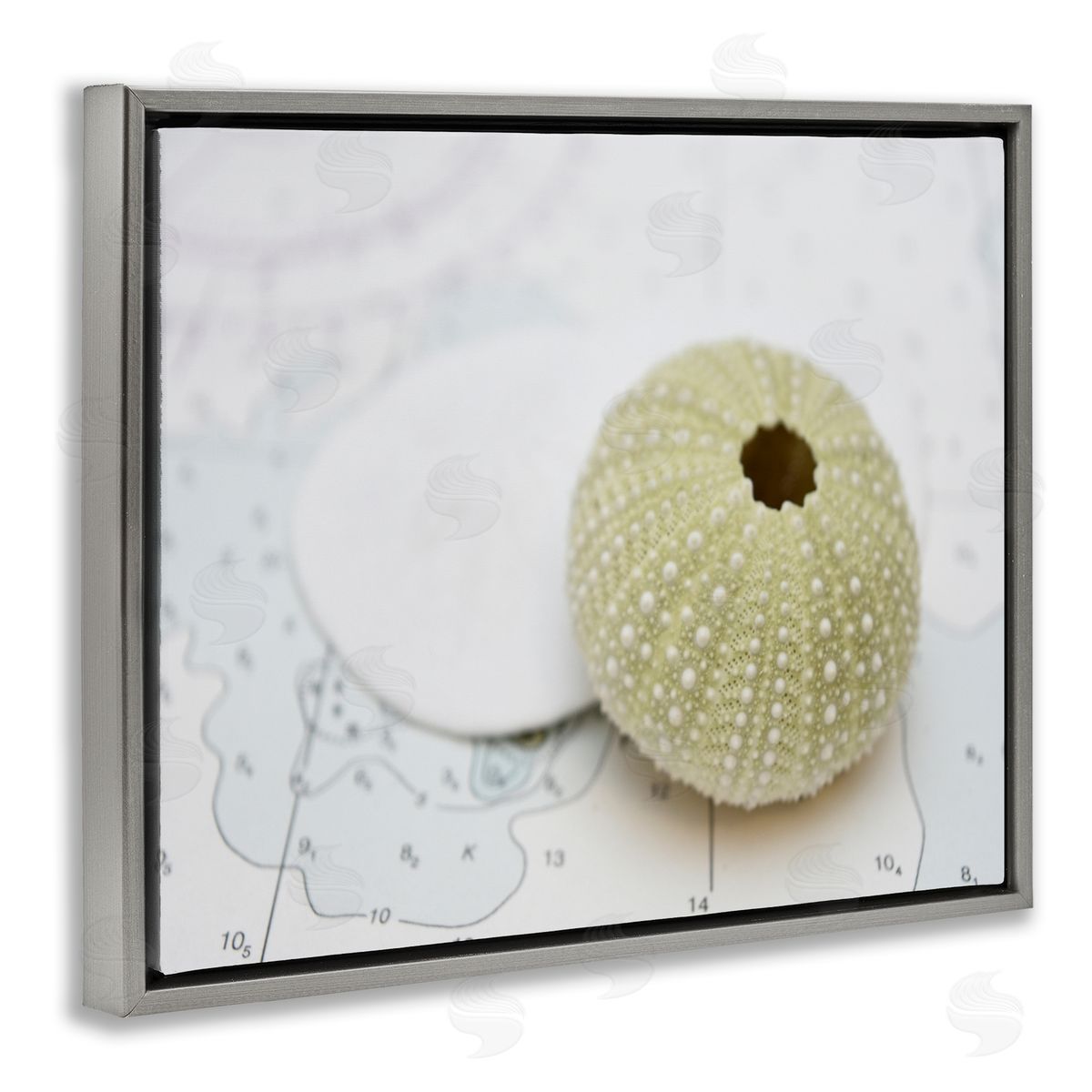 Savanah Plank Aquatic Sea Urchin Gray Floating Frame Canvas Wall Art Print