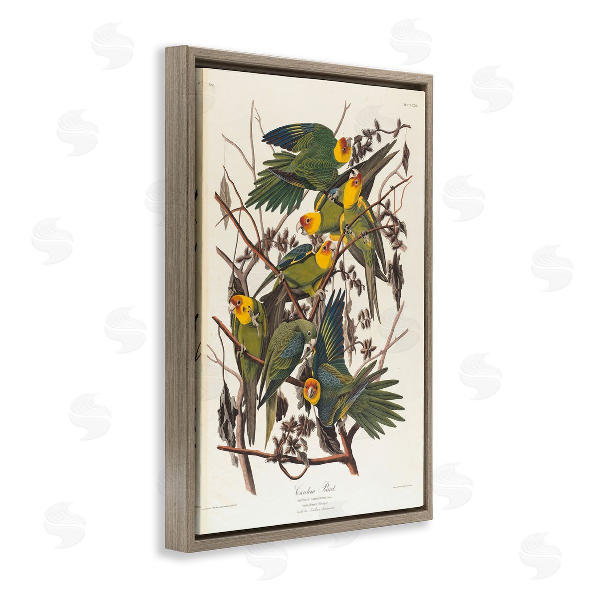 one1000paintings Classic Carolina Parrot Study Brown Floating Frame Canvas Wall Art Print