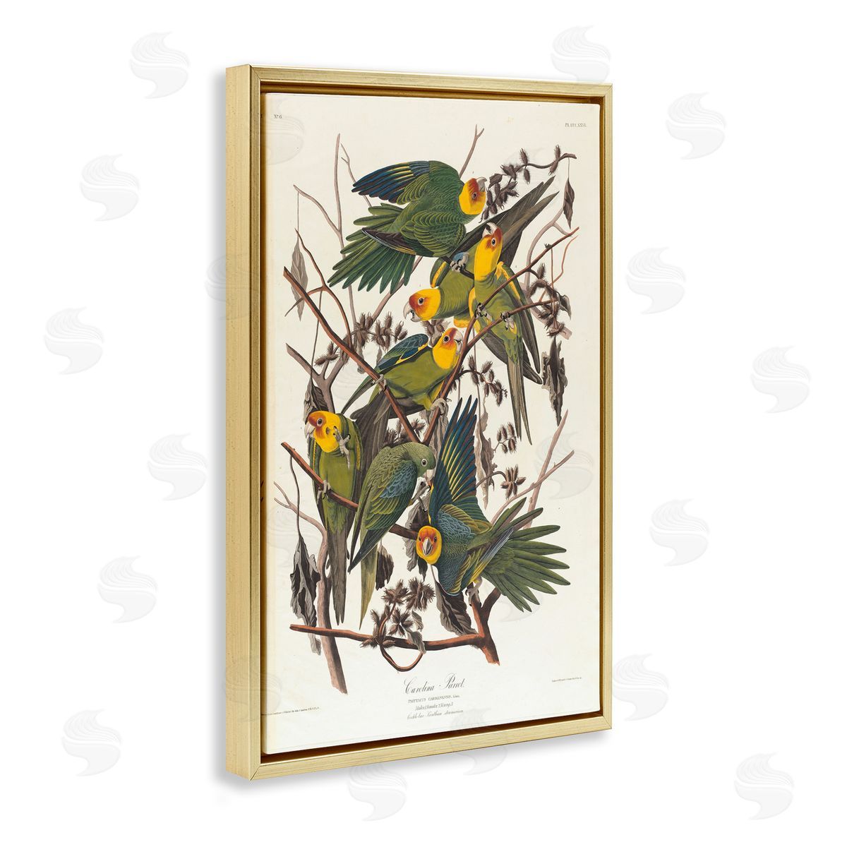 one1000paintings Classic Carolina Parrot Study Gold Floating Frame Canvas Wall Art Print