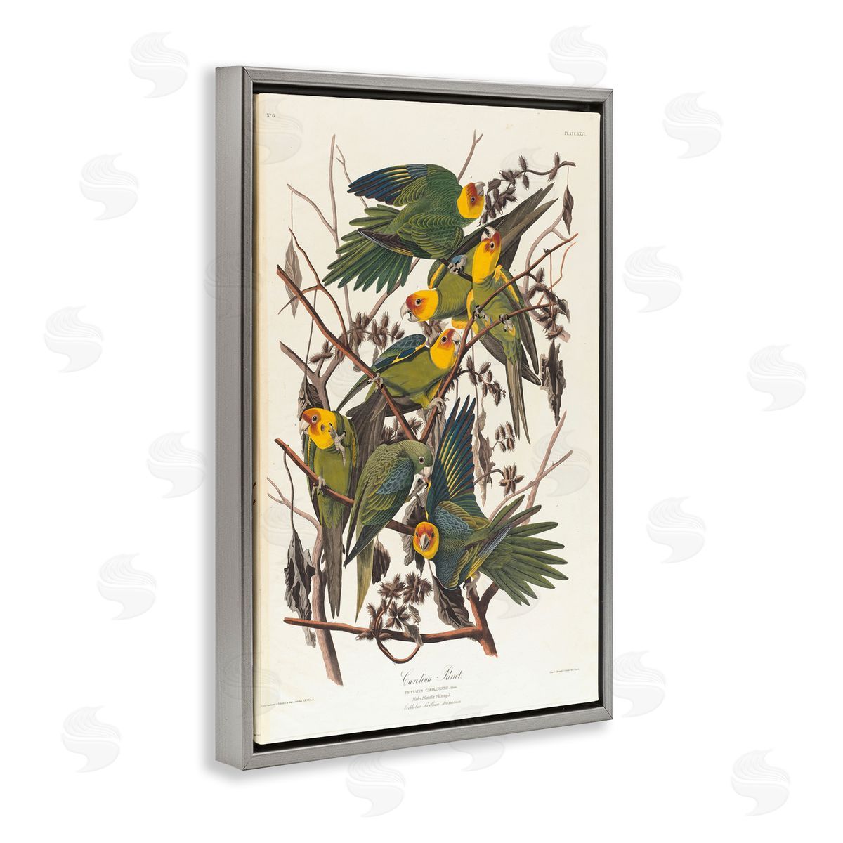 one1000paintings Classic Carolina Parrot Study Gray Floating Frame Canvas Wall Art Print