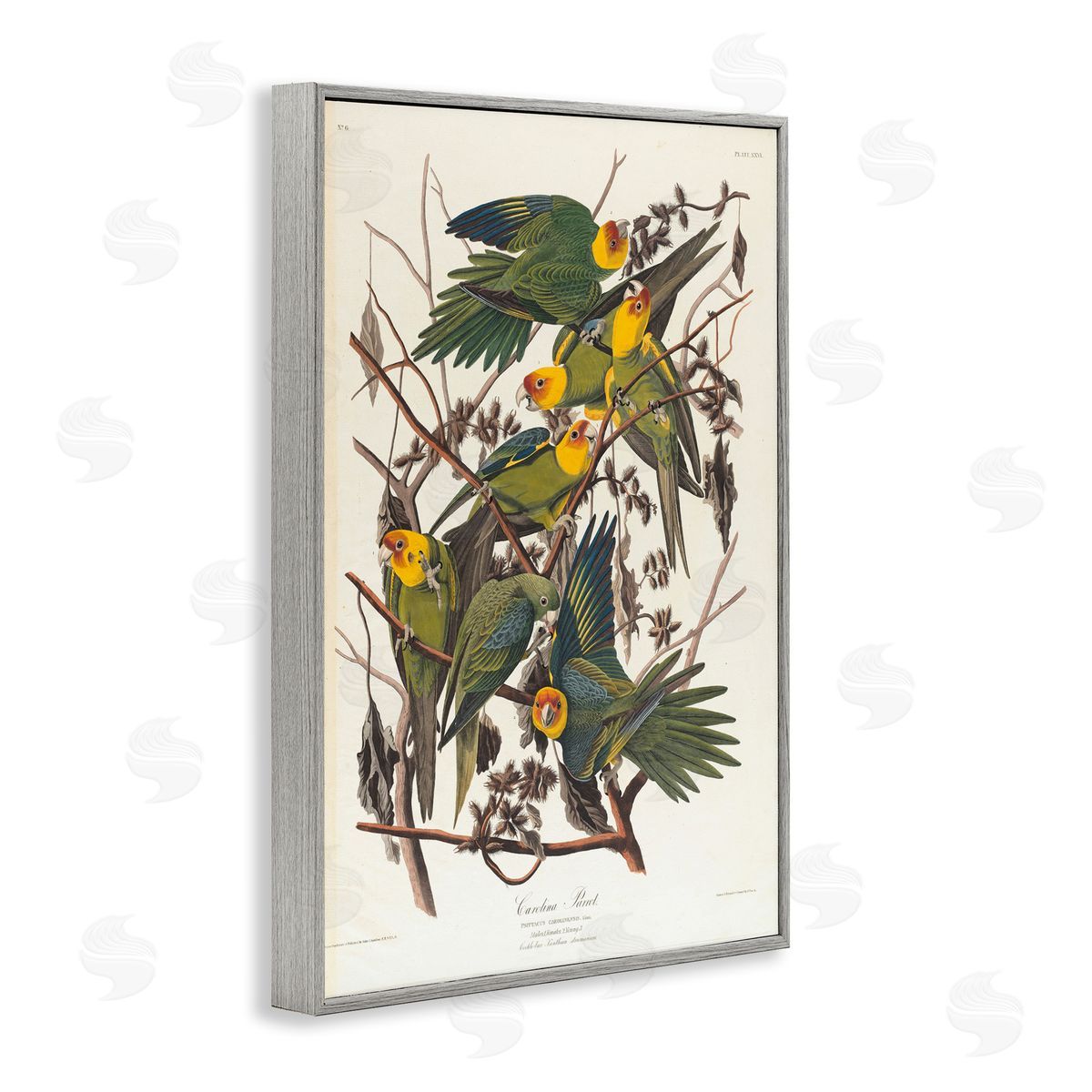 one1000paintings Classic Carolina Parrot Study Gray Framed Giclee Wall Art Print
