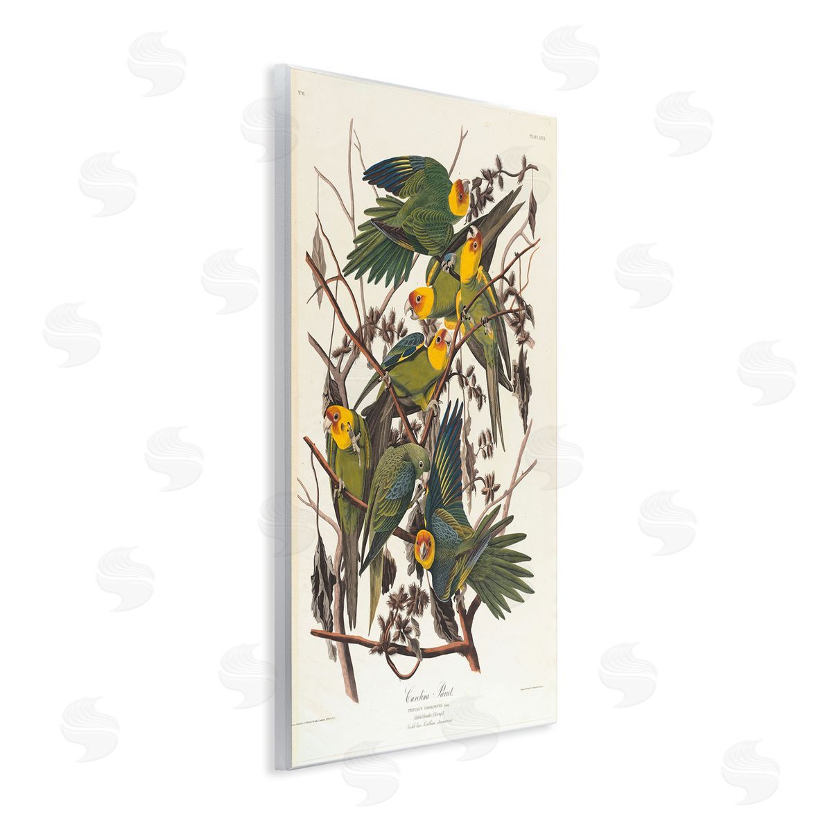 one1000paintings Classic Carolina Parrot Study Wooden Wall Plaque Art Print
