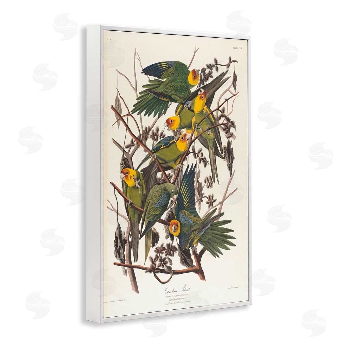 one1000paintings Classic Carolina Parrot Study White Framed Giclee Wall Art Print