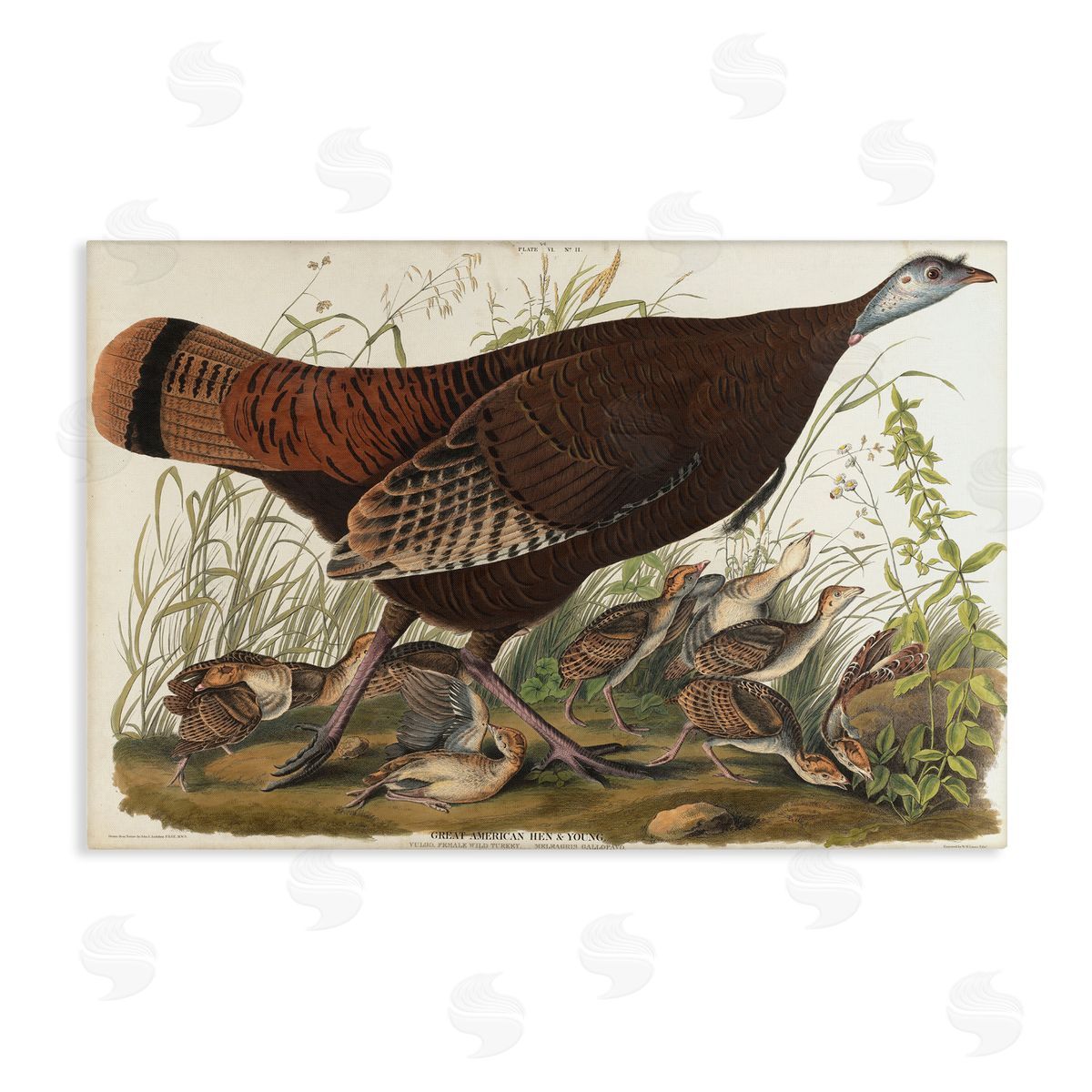 one1000paintings Classic Great American Hen Canvas Wall Art Print