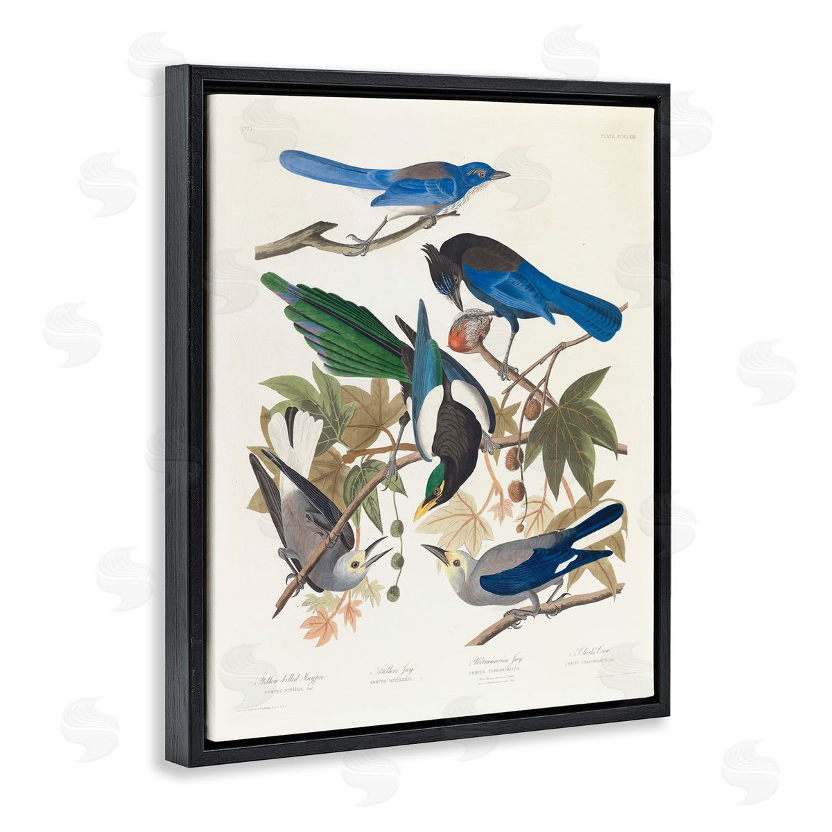 one1000paintings Classic Yellow Billed Magpie Black Floating Frame Canvas Wall Art Print