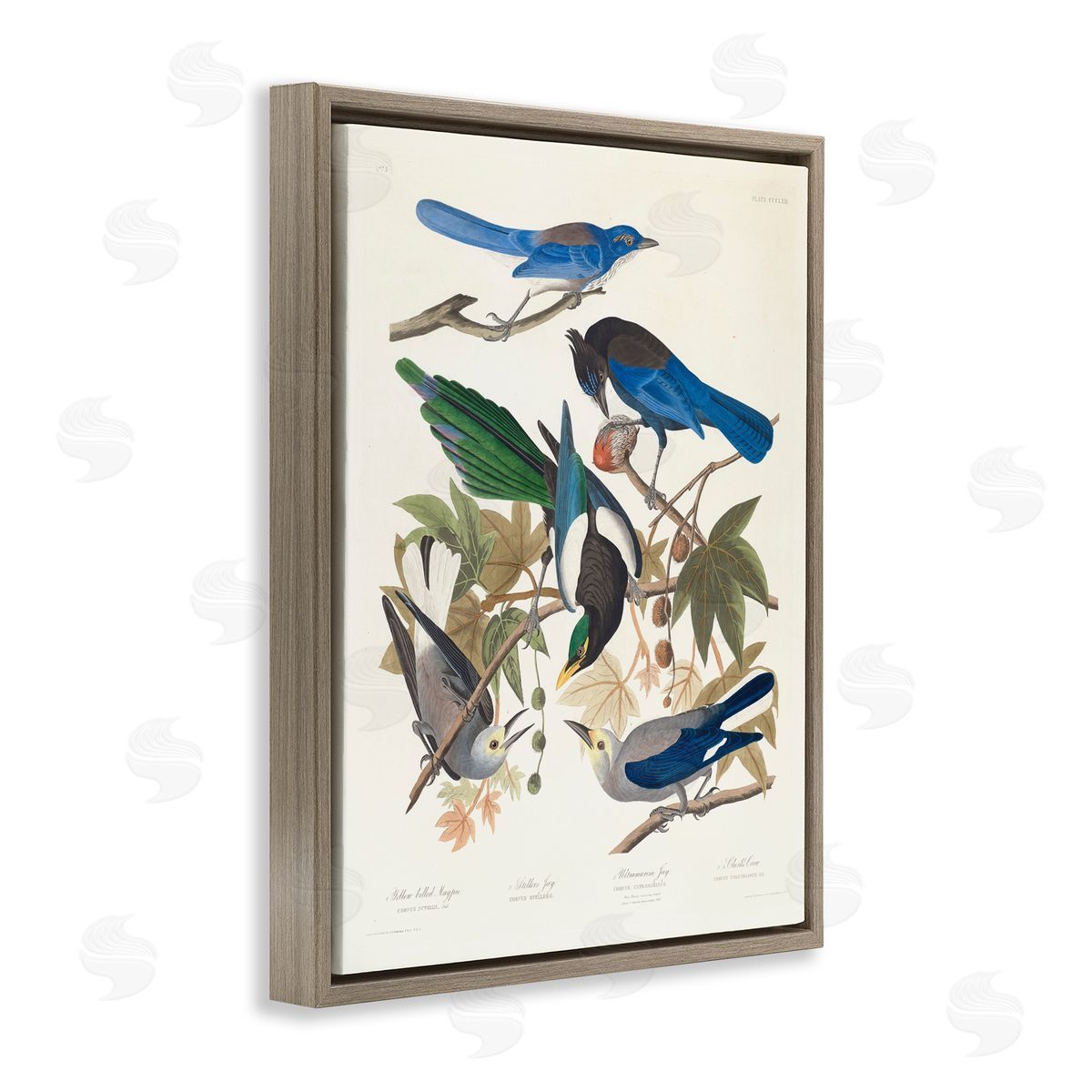 one1000paintings Classic Yellow Billed Magpie Brown Floating Frame Canvas Wall Art Print
