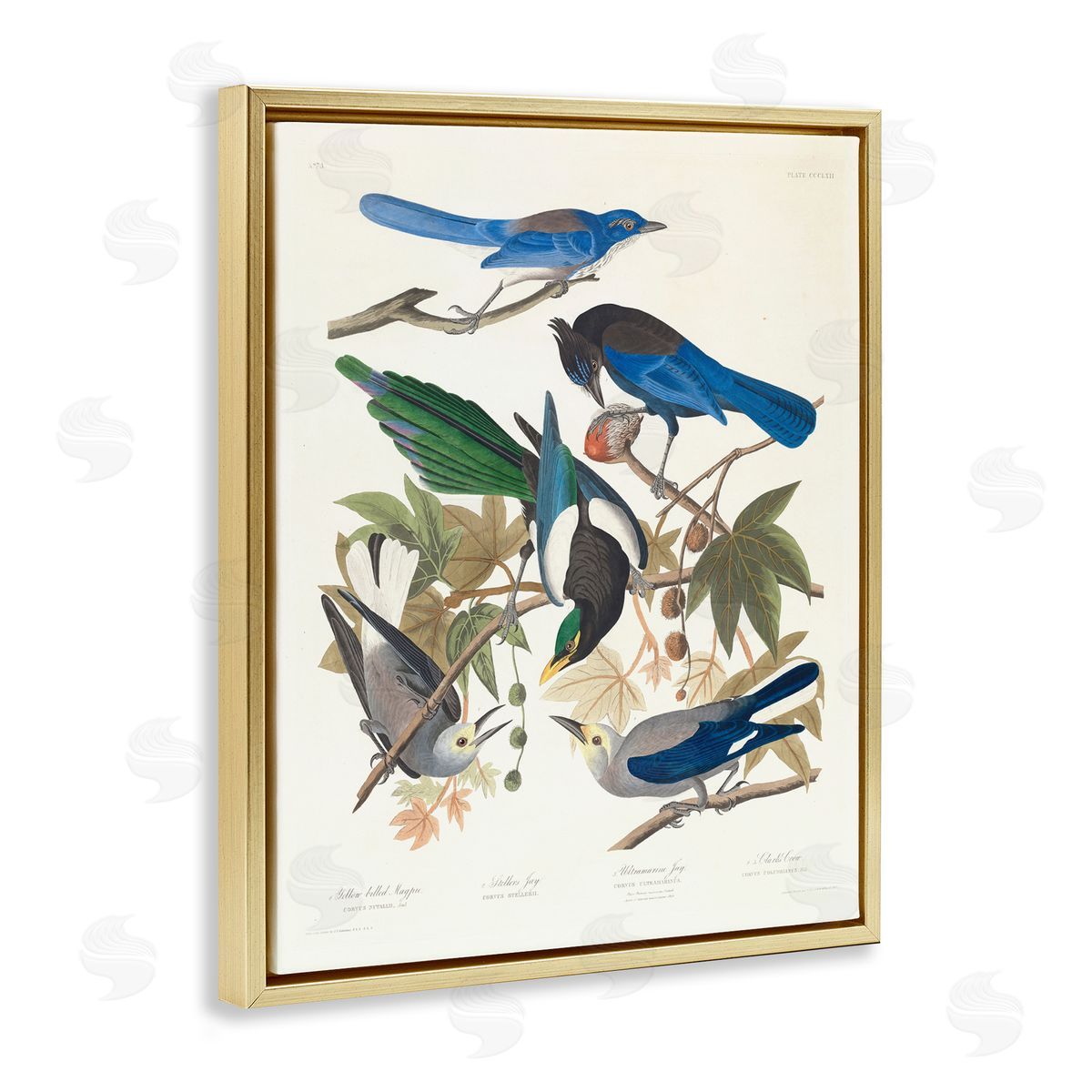 one1000paintings Classic Yellow Billed Magpie Gold Floating Frame Canvas Wall Art Print