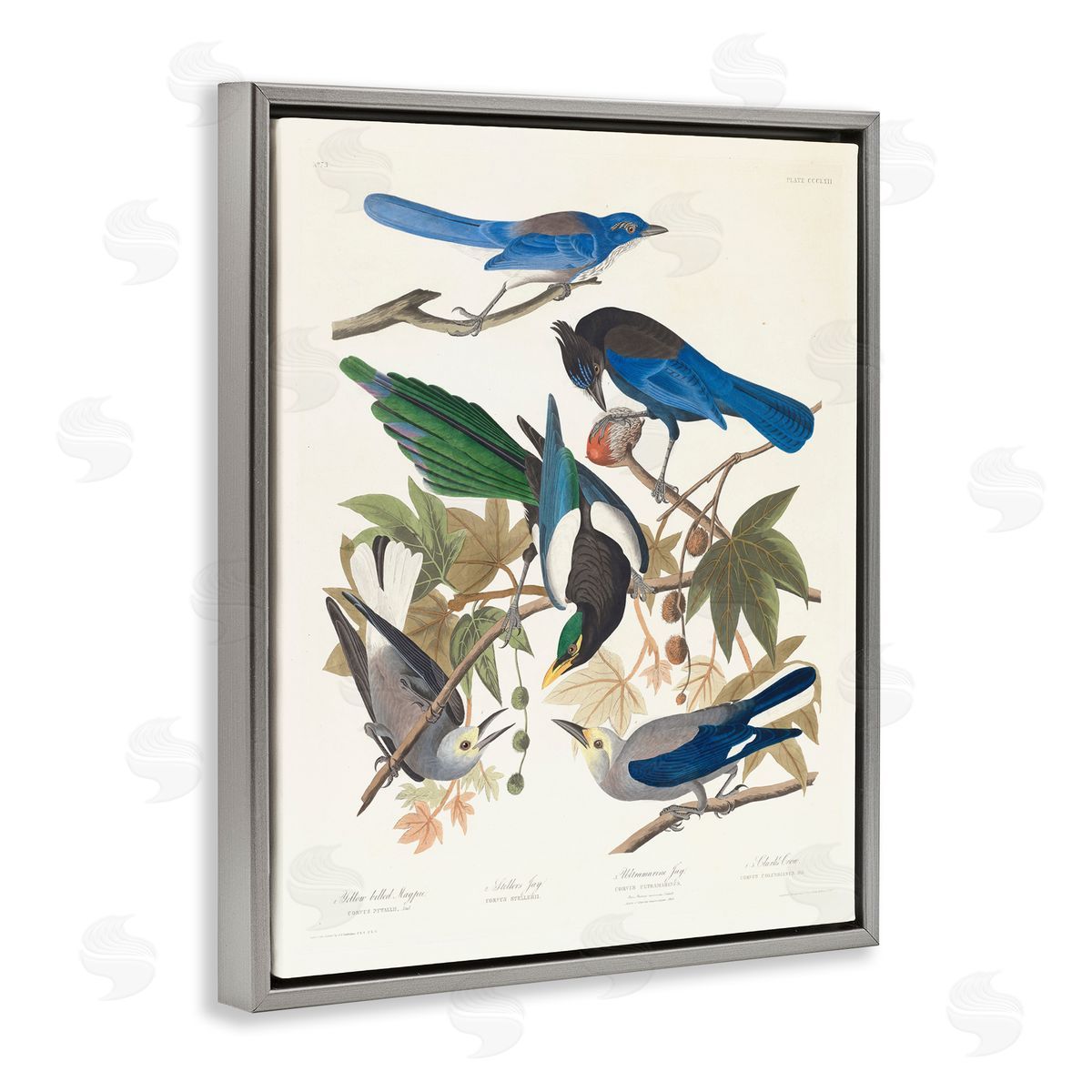 one1000paintings Classic Yellow Billed Magpie Gray Floating Frame Canvas Wall Art Print
