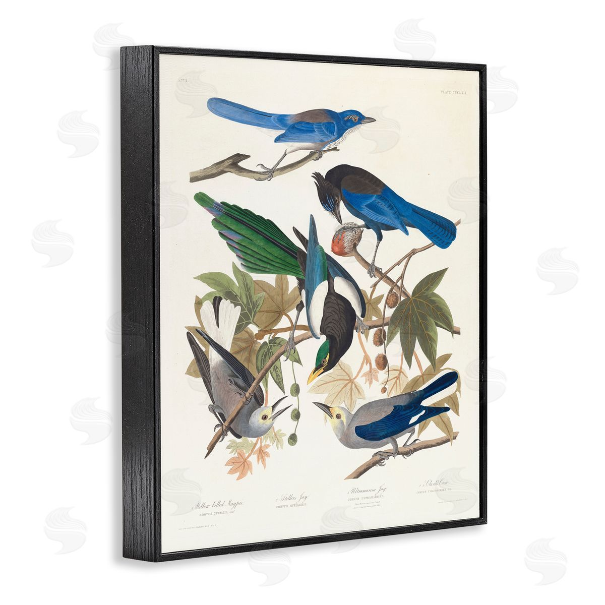 one1000paintings Classic Yellow Billed Magpie Black Framed Giclee Wall Art Print