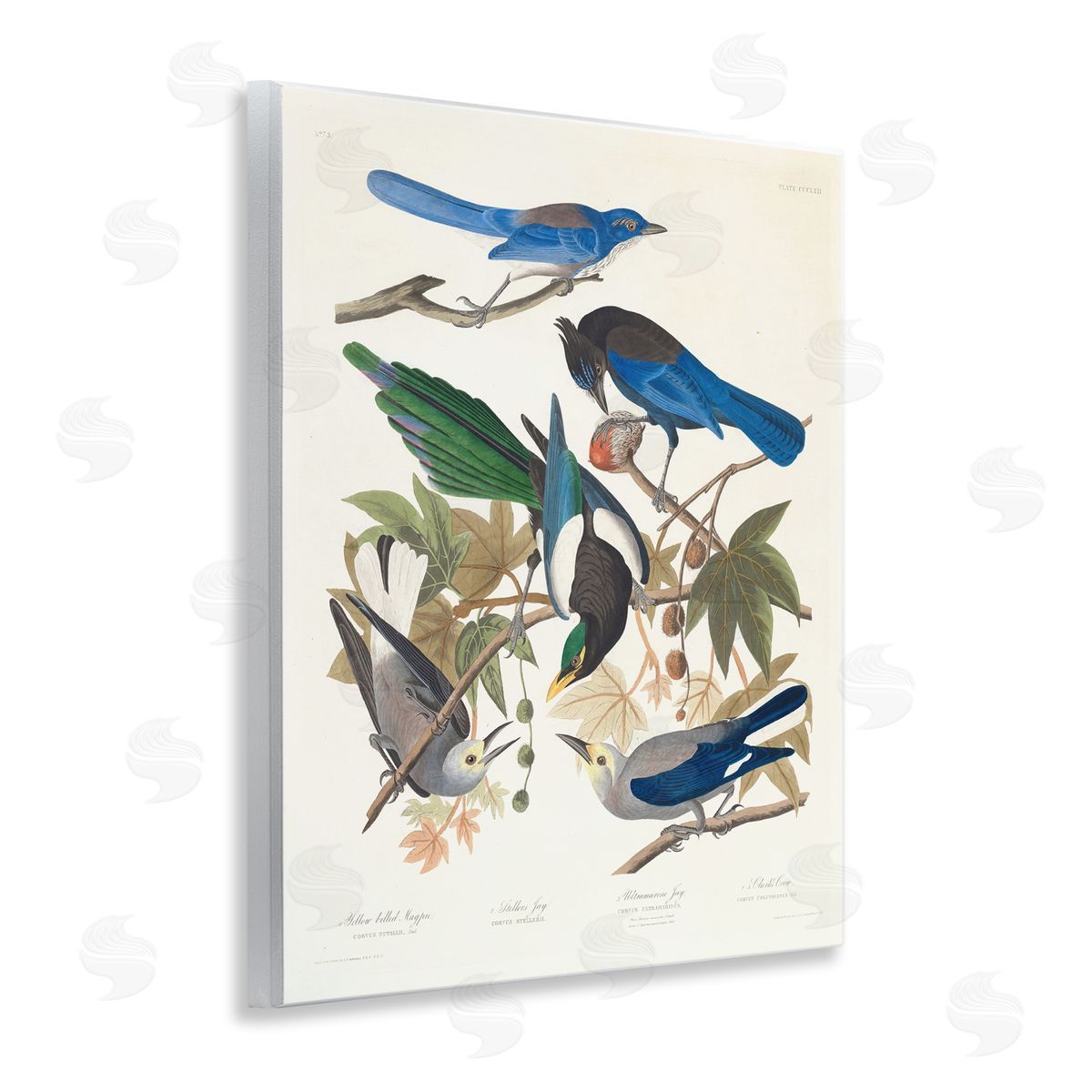 one1000paintings Classic Yellow Billed Magpie Wooden Wall Plaque Art Print
